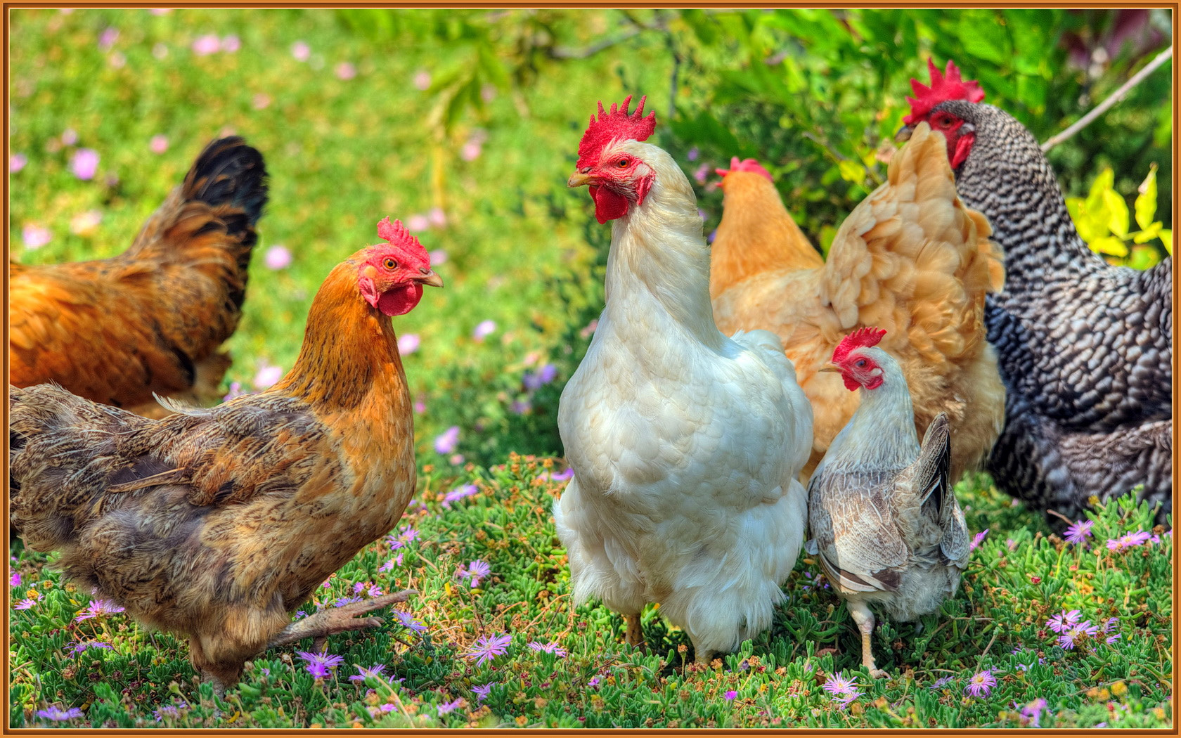 Sigma 120-400mm F4.5-5.6 DG OS HSM sample photo. Pollo party in the flowers photography
