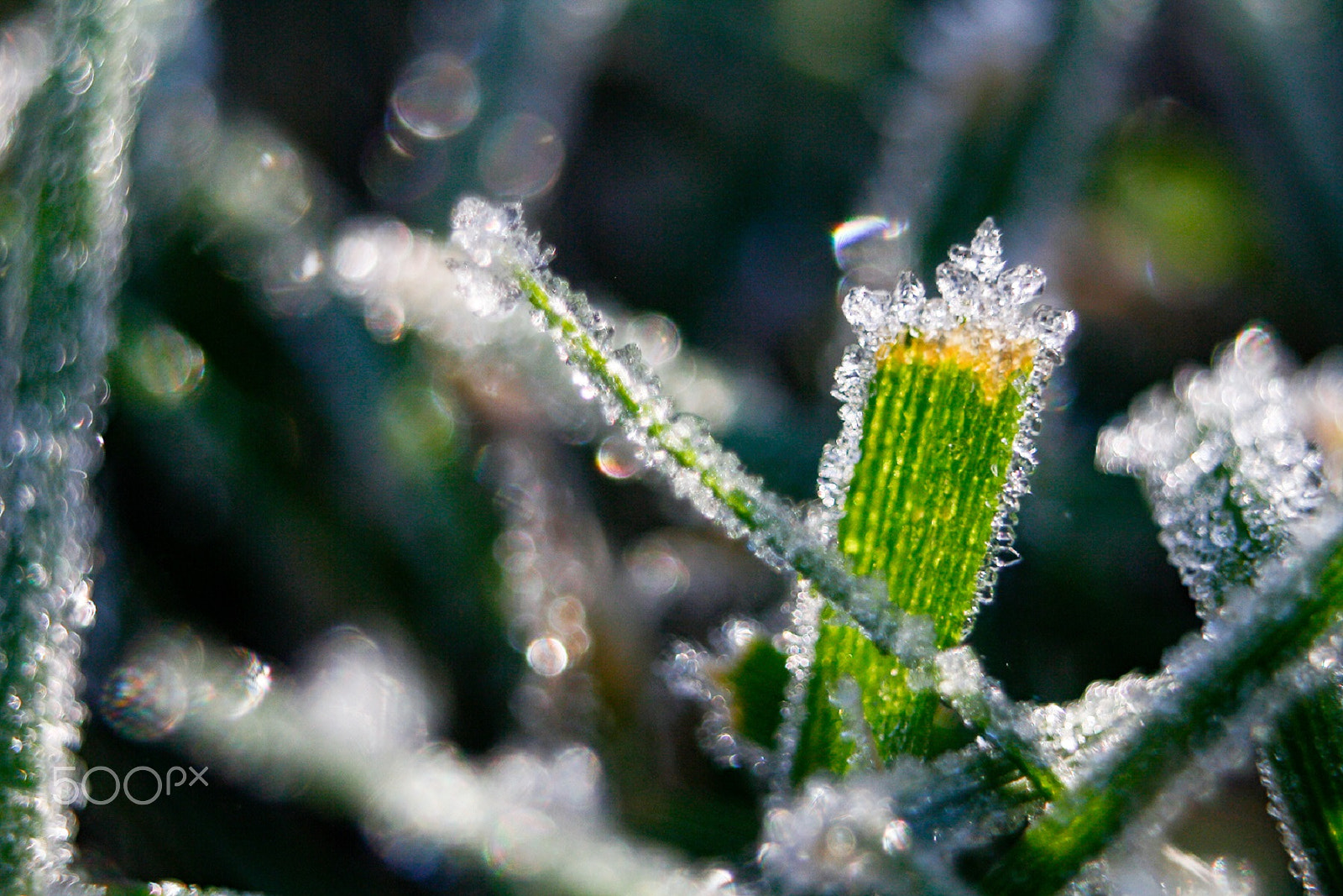 Canon EF 35-80mm f/4-5.6 sample photo. Macro frost on grass photography