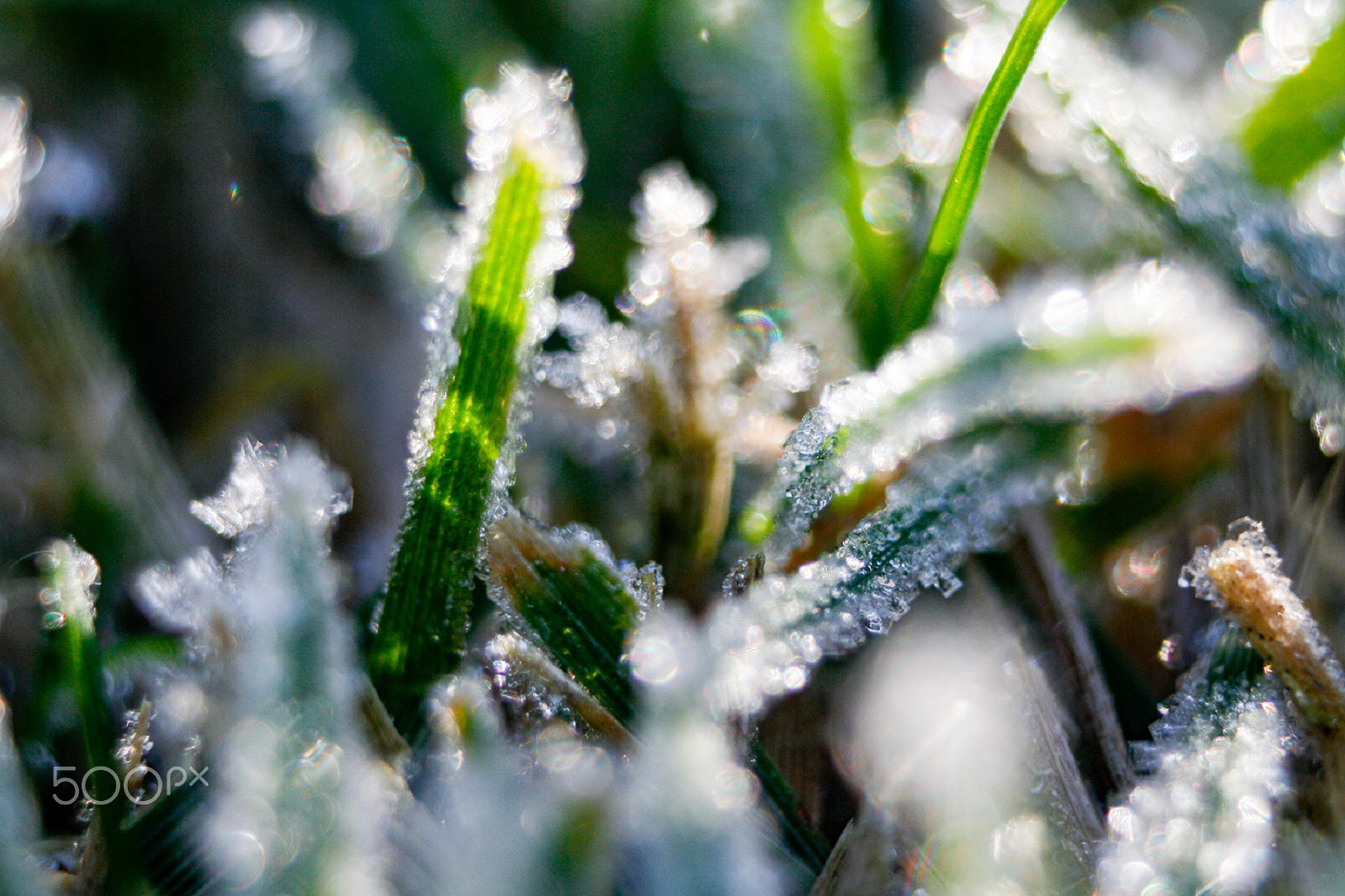 Canon EF 35-80mm f/4-5.6 sample photo. Macro frost on grass photography