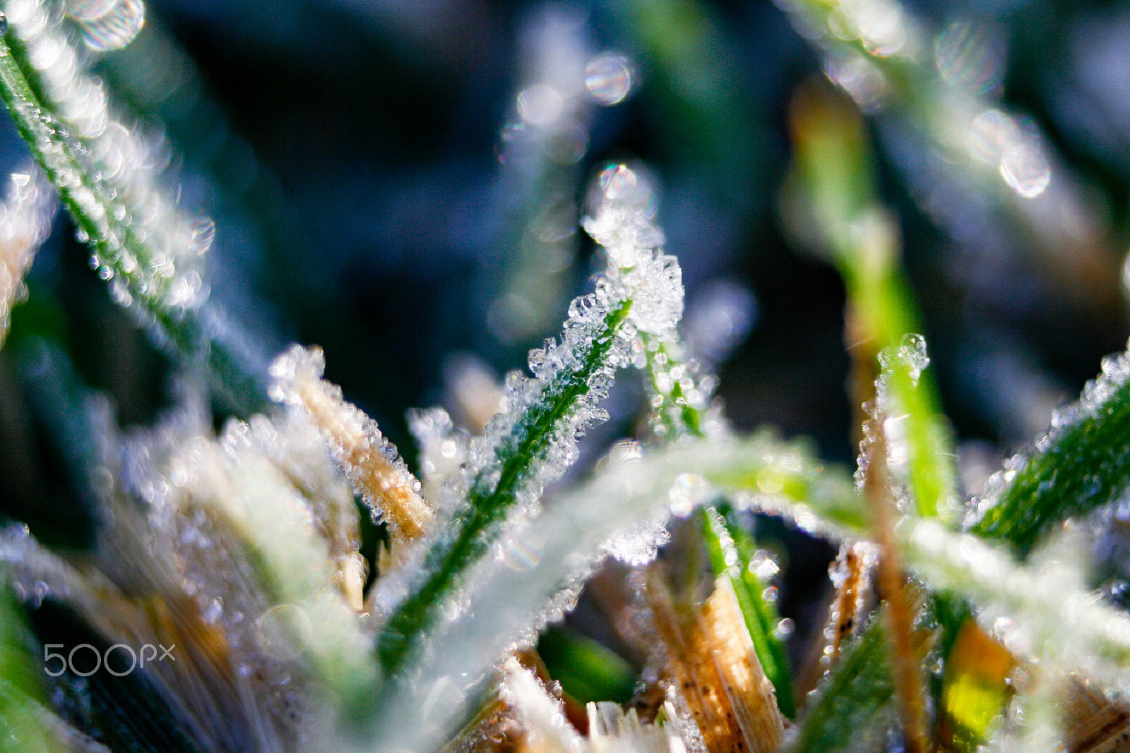 Canon EF 35-80mm f/4-5.6 sample photo. Macro frost on grass photography