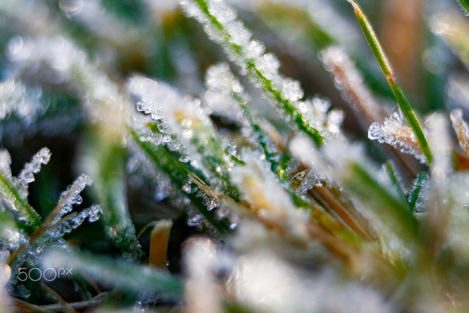 Canon EF 35-80mm f/4-5.6 sample photo. Macro frost on grass photography