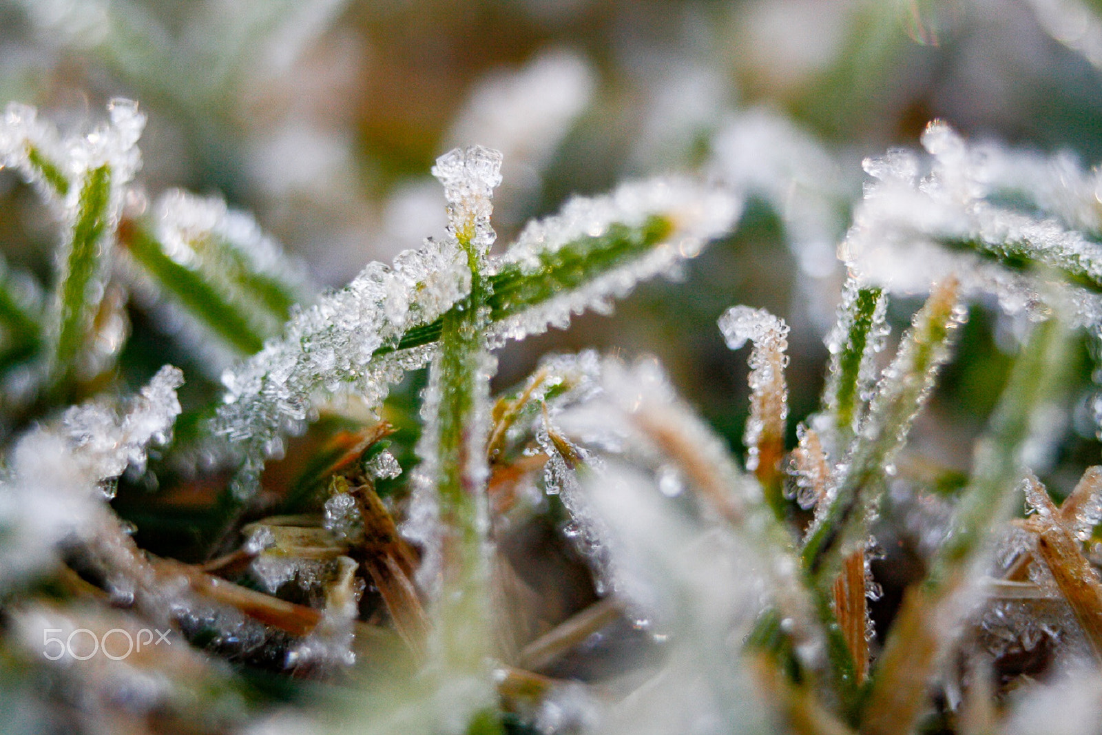 Canon EF 35-80mm f/4-5.6 sample photo. Macro frost on grass photography