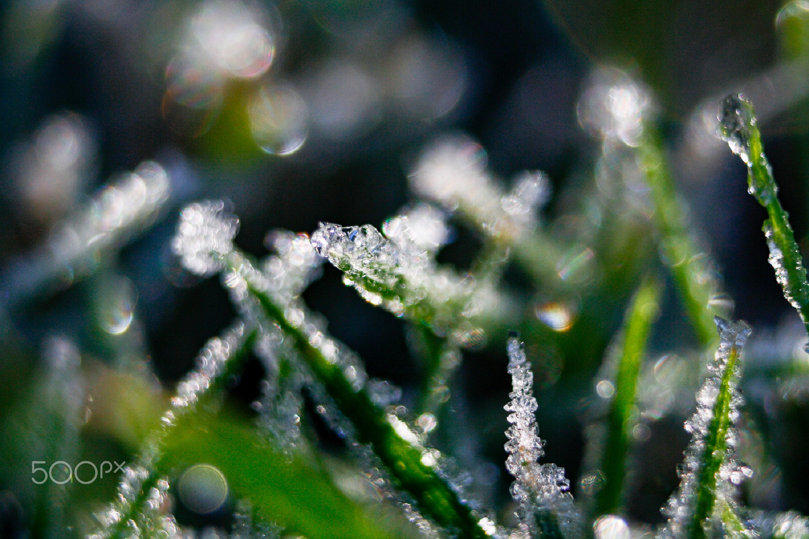 Canon EF 35-80mm f/4-5.6 sample photo. Macro frost on grass photography