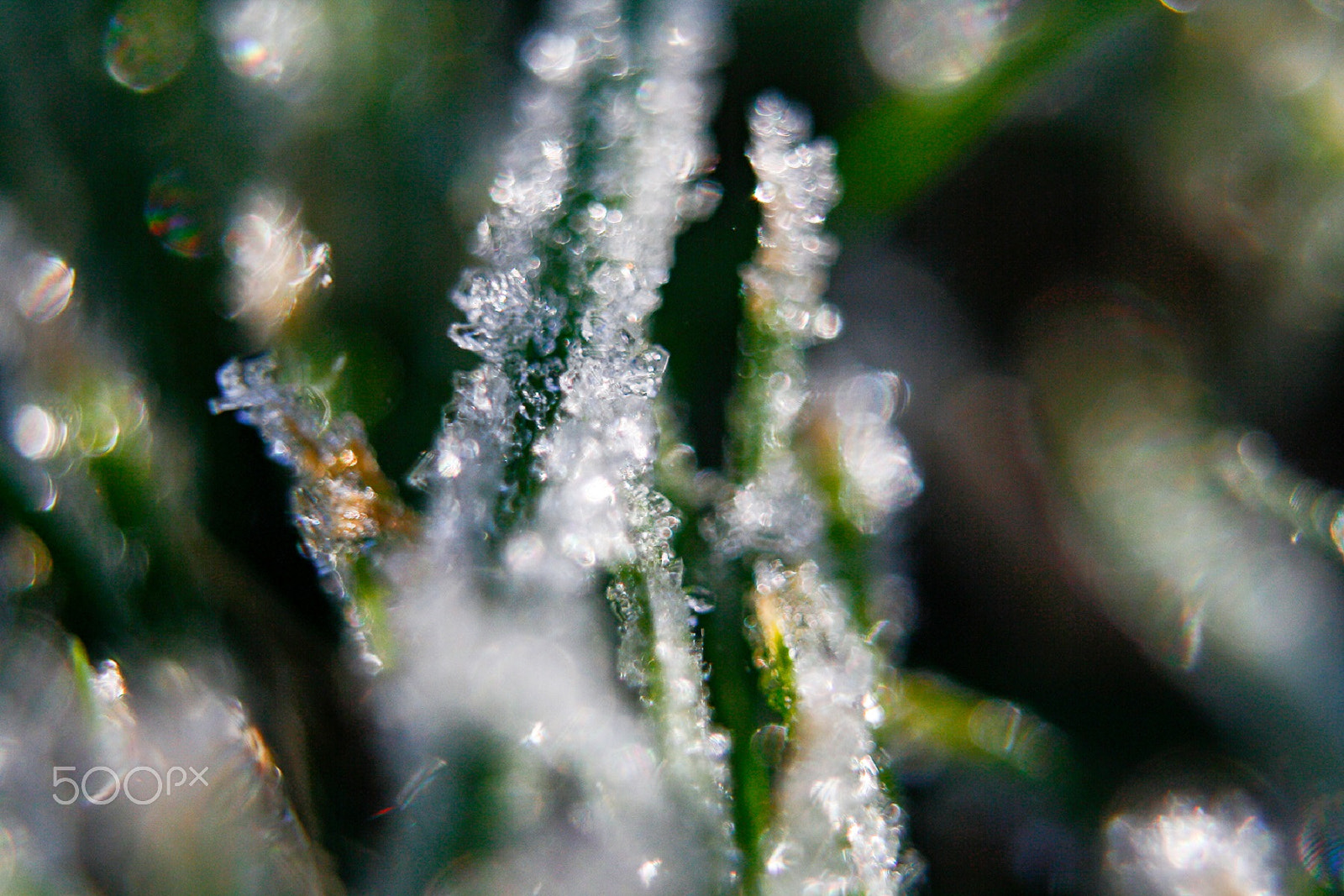 Canon EF 35-80mm f/4-5.6 sample photo. Macro frost on grass photography