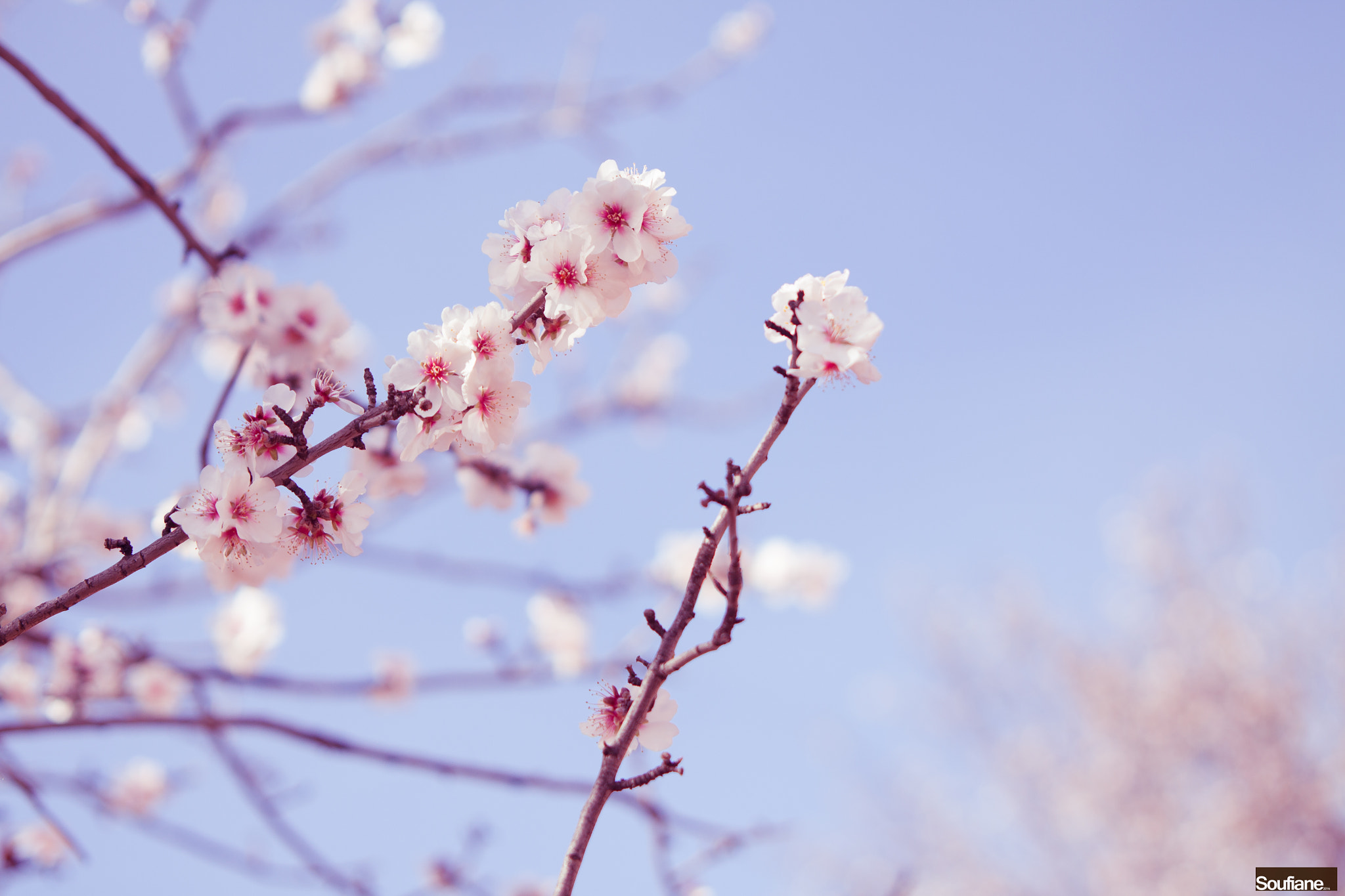 Sigma 70-200mm F2.8 EX DG OS HSM sample photo. Cadence photography