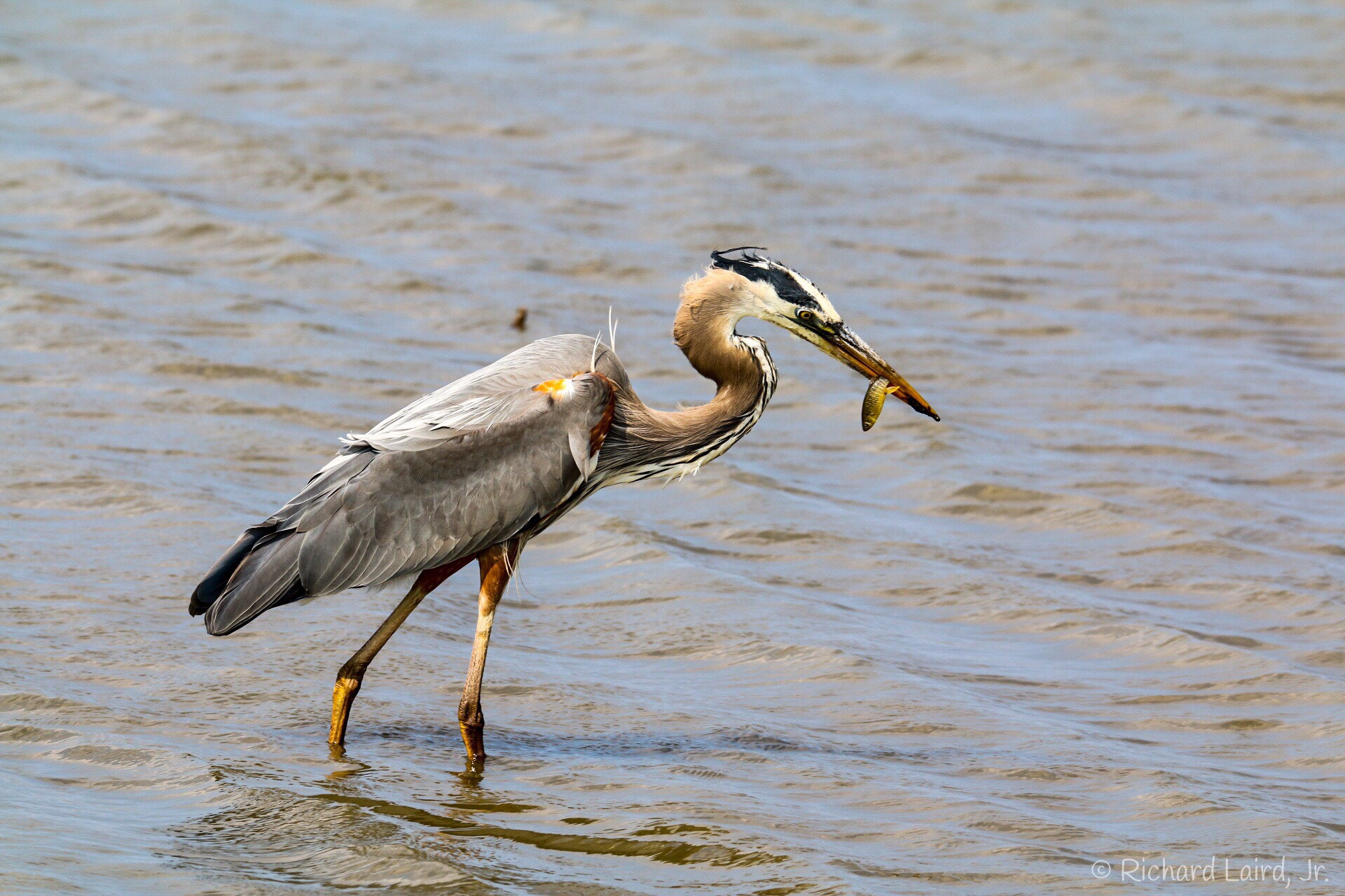 150-600mm F5-6.3 DG OS HSM | Sports 014 sample photo. Gray heron-prime hook national wildlife refuge photography