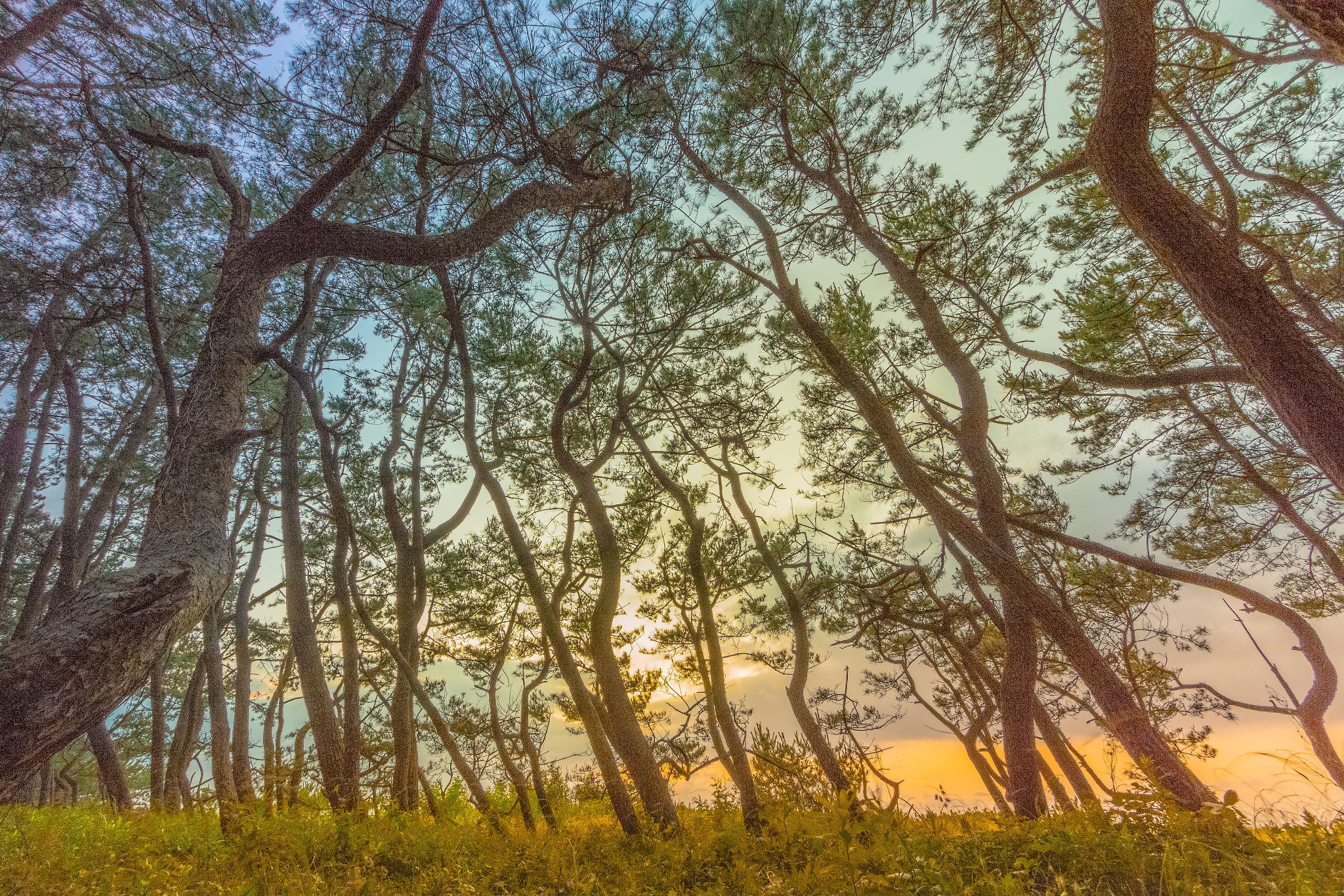 Canon EOS 100D (EOS Rebel SL1 / EOS Kiss X7) sample photo. Rianbow pine forest photography