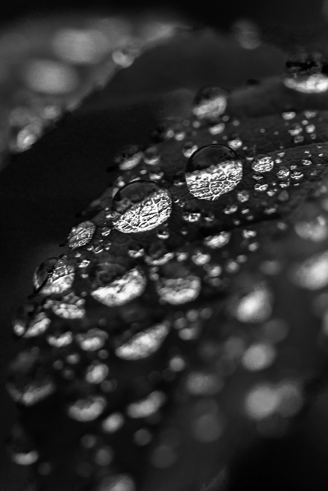 Canon EF-S 60mm F2.8 Macro USM sample photo. Silver leaf photography