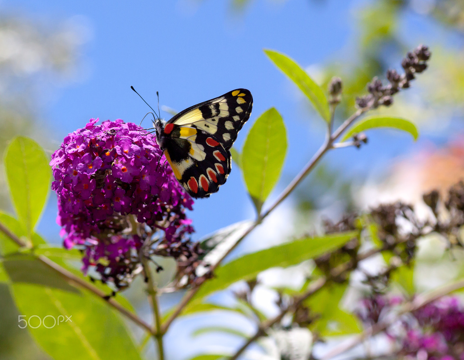 Canon EOS 50D + Tamron SP AF 90mm F2.8 Di Macro sample photo. Butterfly on a budhelia flower photography