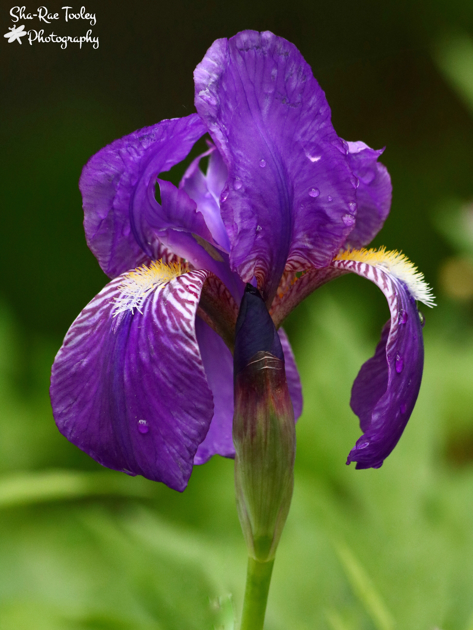 Canon EF 70-300mm F4-5.6 IS USM sample photo