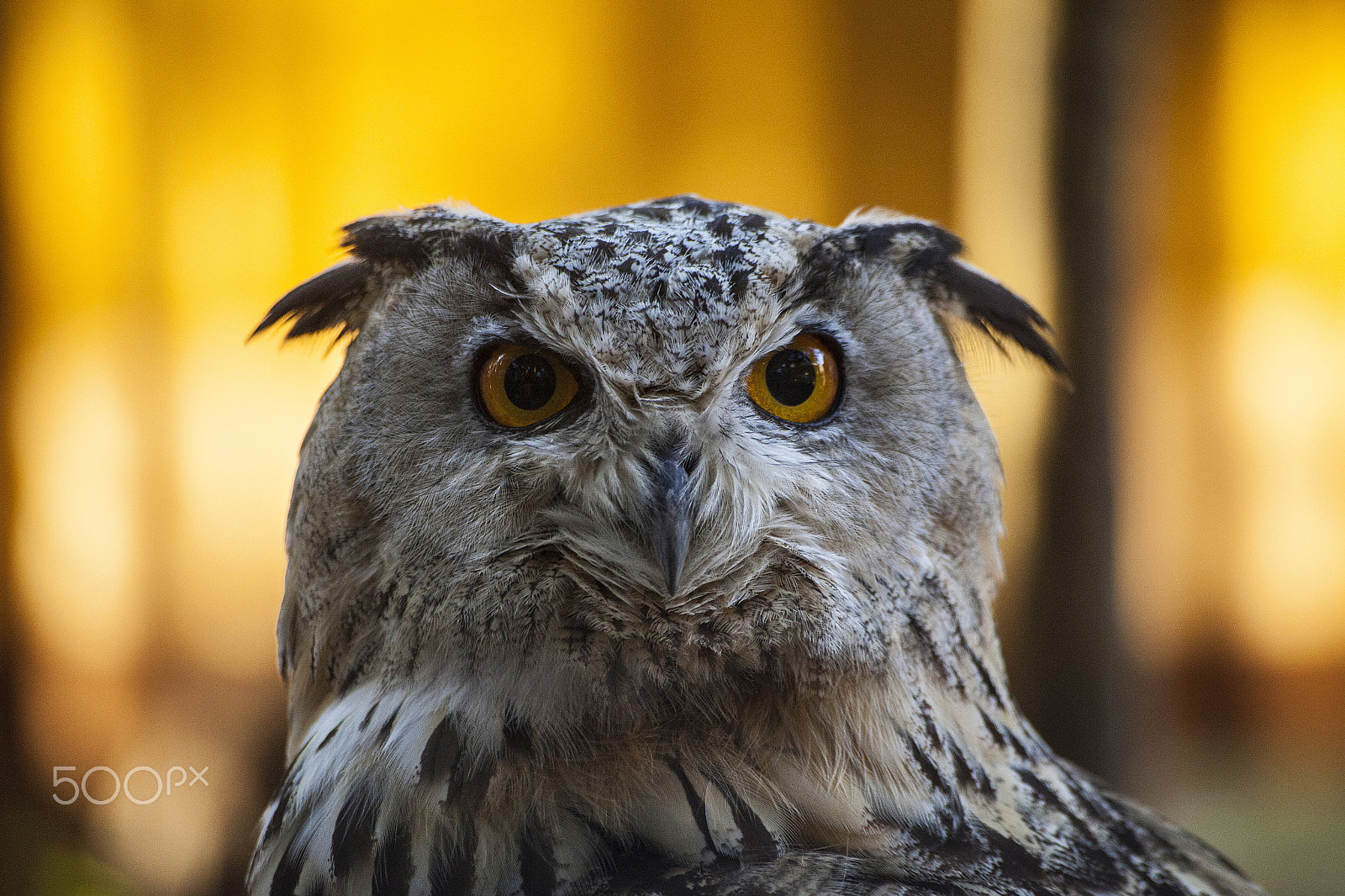 Sigma 70-300mm F4-5.6 APO DG Macro sample photo. Owl in fire photography