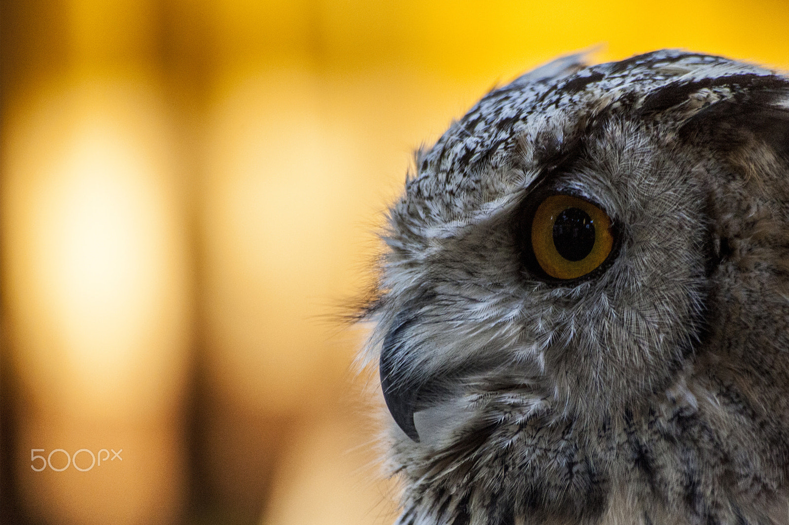 Sigma 70-300mm F4-5.6 APO DG Macro sample photo. Owl in fire photography
