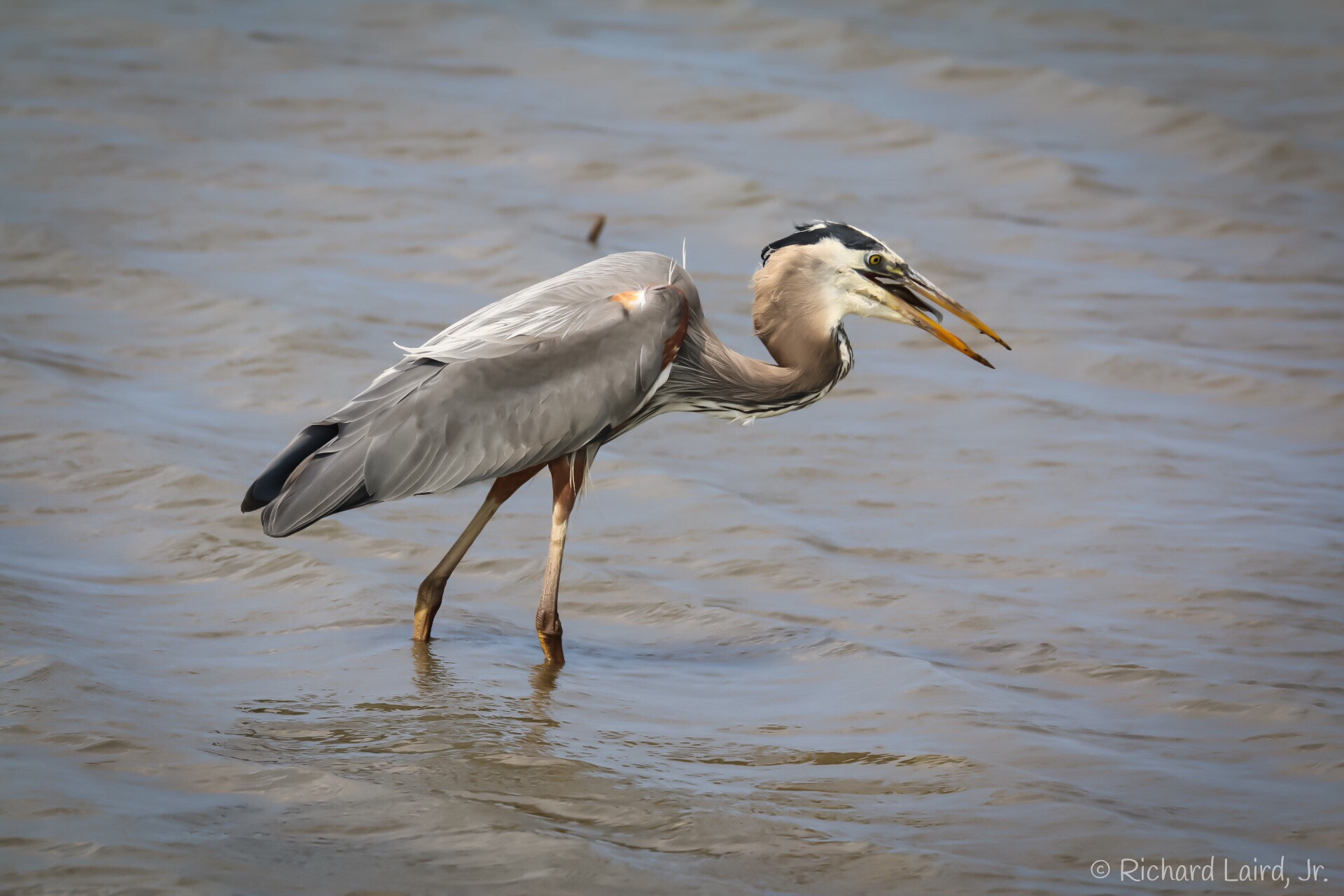 150-600mm F5-6.3 DG OS HSM | Sports 014 sample photo. Gray heron-prime hook national wildlife refuge photography