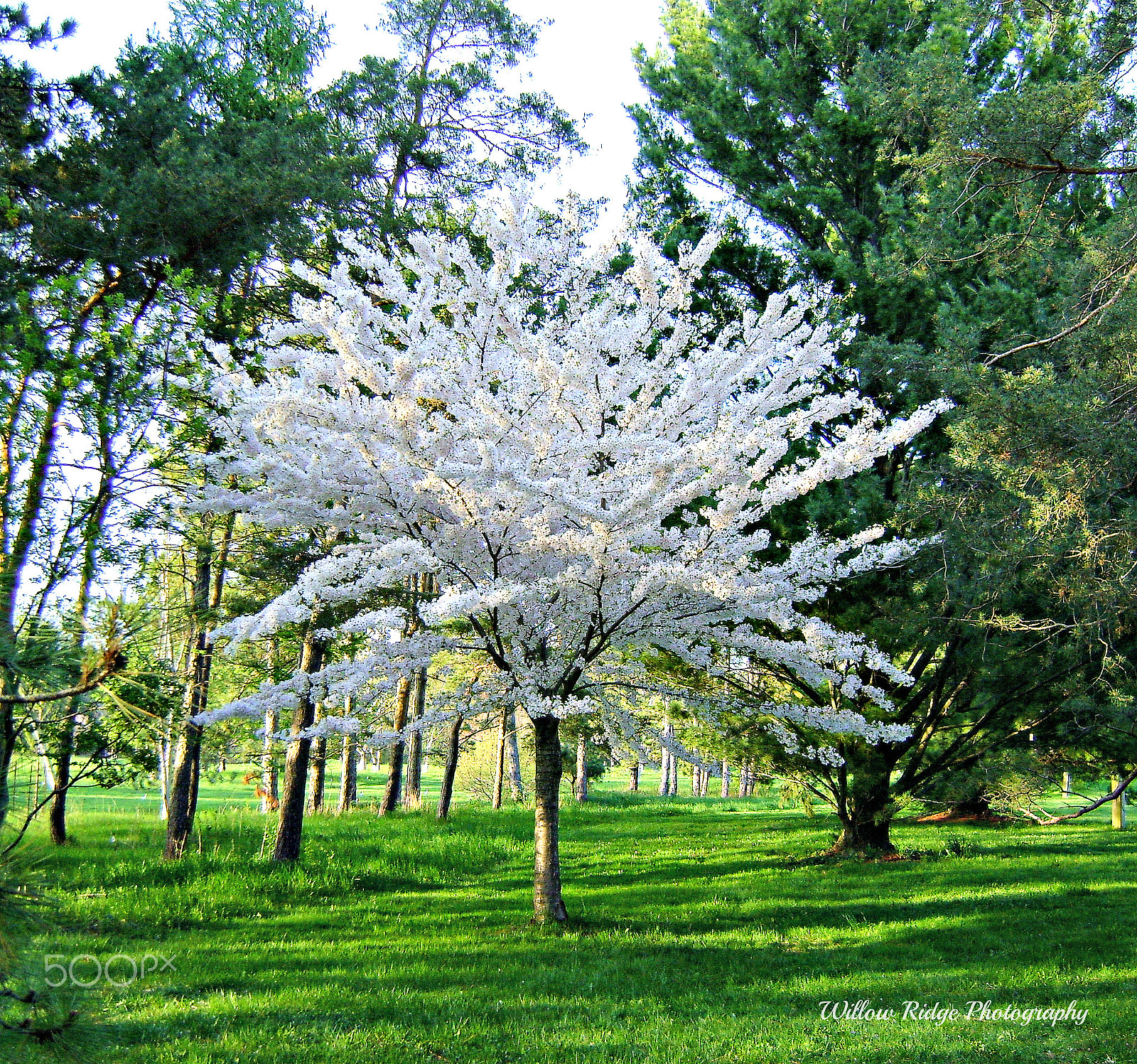 Sony DSC-S730 sample photo. May blossoms photography