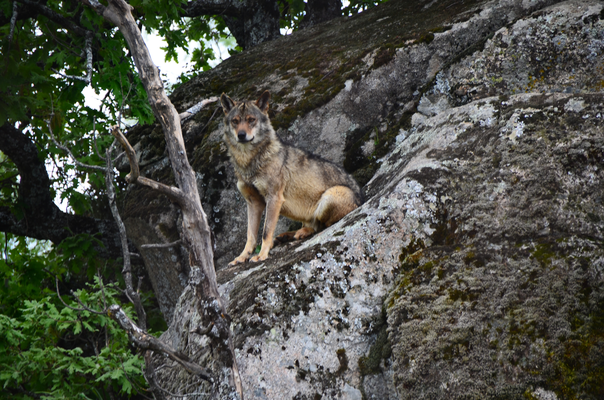 Sigma 18-250mm F3.5-6.3 DC OS HSM sample photo