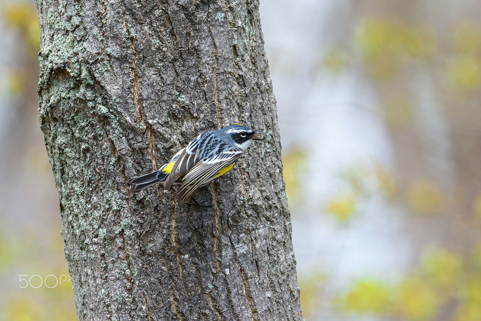 Nikon AF-S Nikkor 500mm F4E FL ED VR sample photo. Yellow rumped warbler in the spring photography