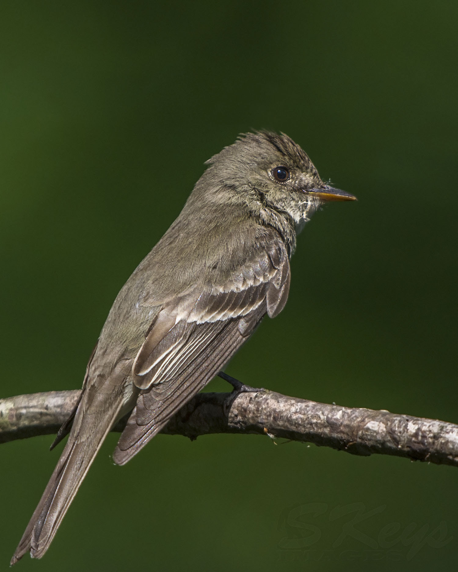 Nikon D7200 + Sigma 500mm F4.5 EX DG HSM sample photo. Pewee on green (eastern wood pewee) photography