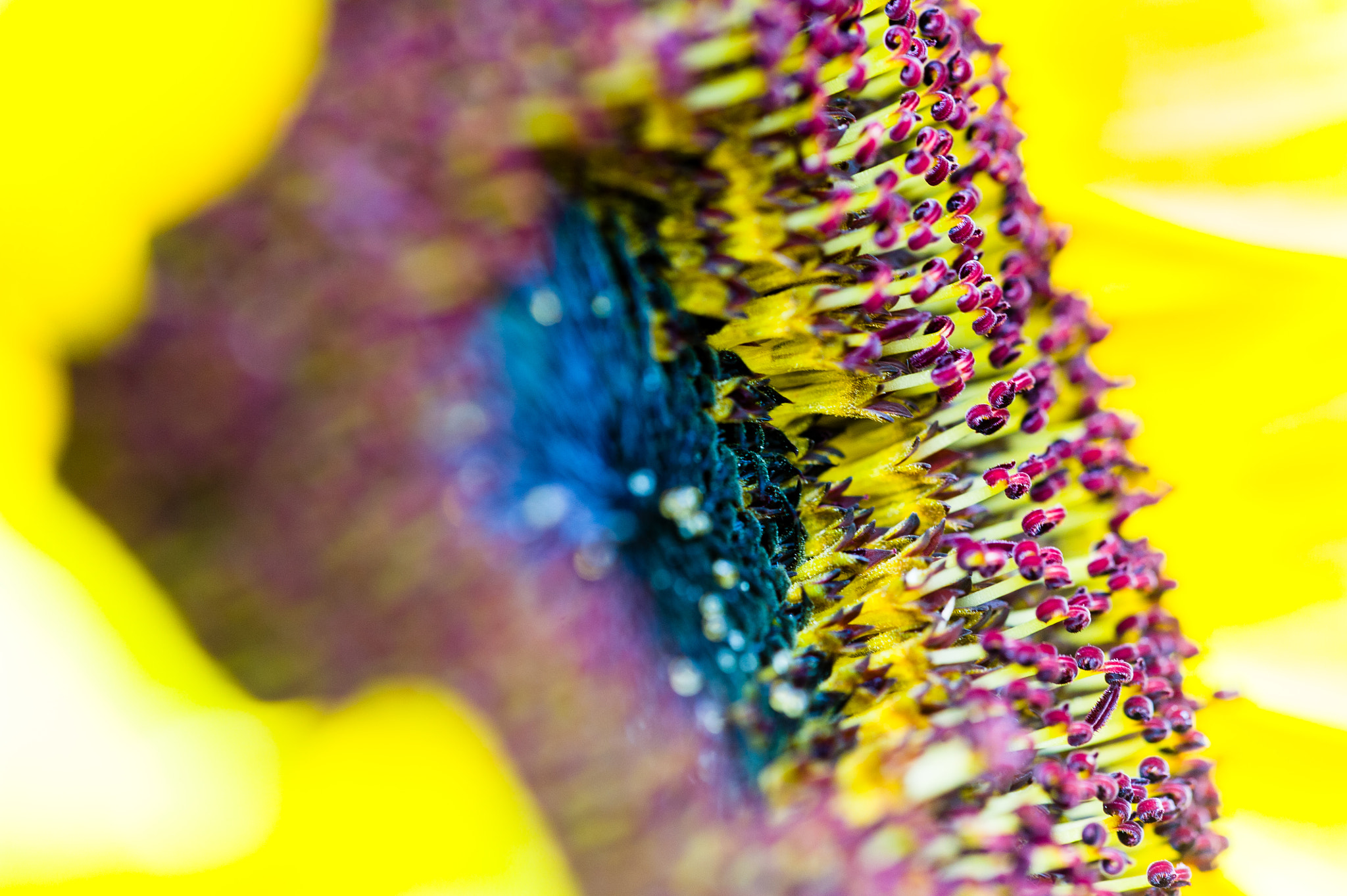 Sigma 150mm F2.8 EX DG Macro HSM sample photo. Eyeball photography