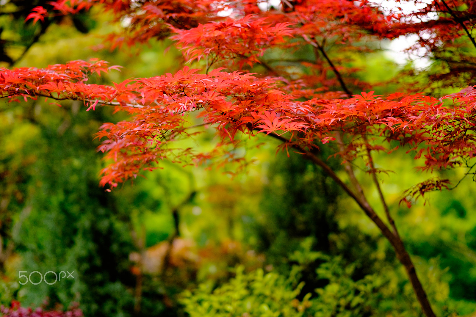 Fujifilm X-E2 + Fujifilm XF 56mm F1.2 R APD sample photo. The spring leaves photography