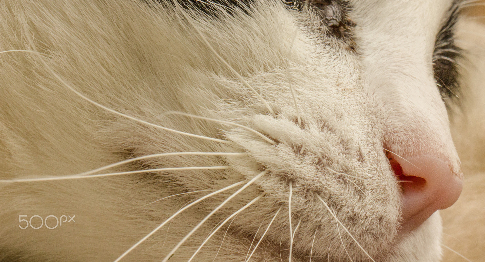 Canon EF 100mm F2.8L Macro IS USM sample photo. Bad hair day photography