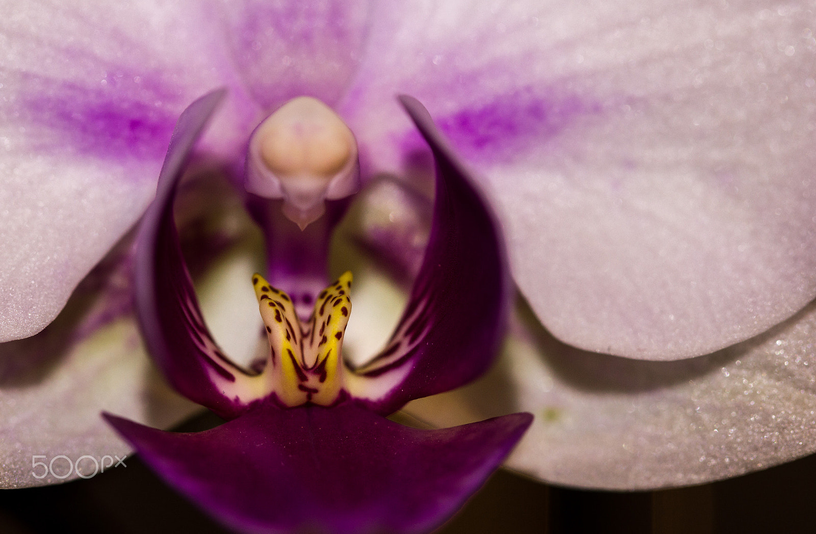 Canon EF 100mm F2.8L Macro IS USM sample photo. Purple wings photography