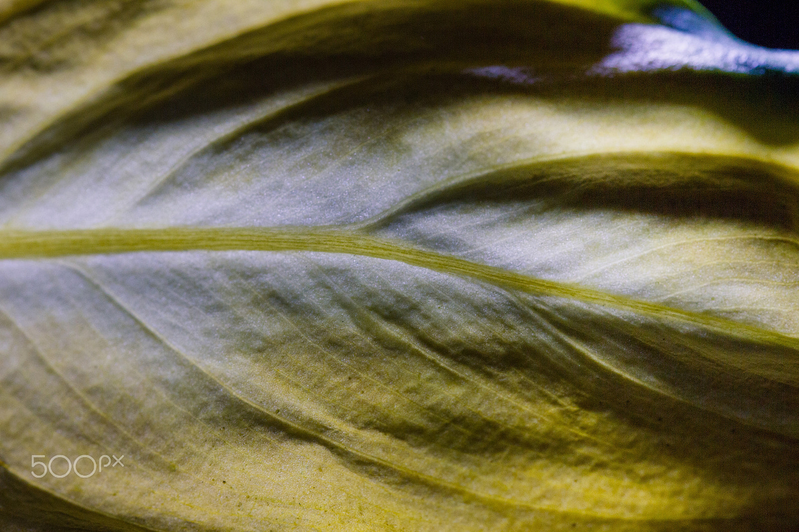 Canon EF 100mm F2.8L Macro IS USM sample photo. Life lines photography