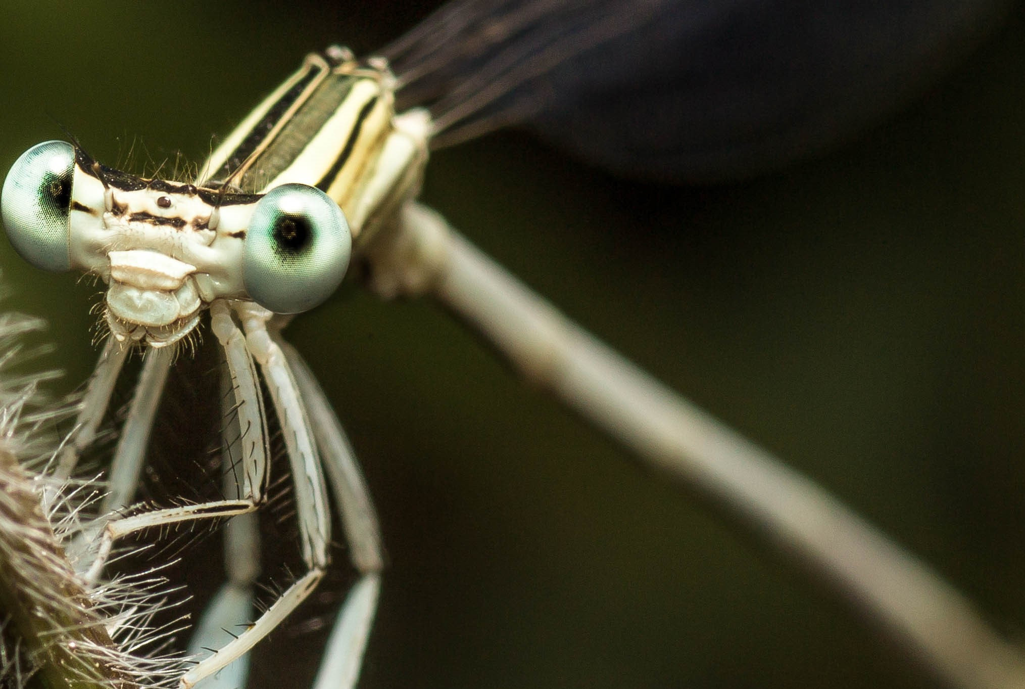 Canon EF 100mm F2.8 Macro USM sample photo. Bleu libellule photography