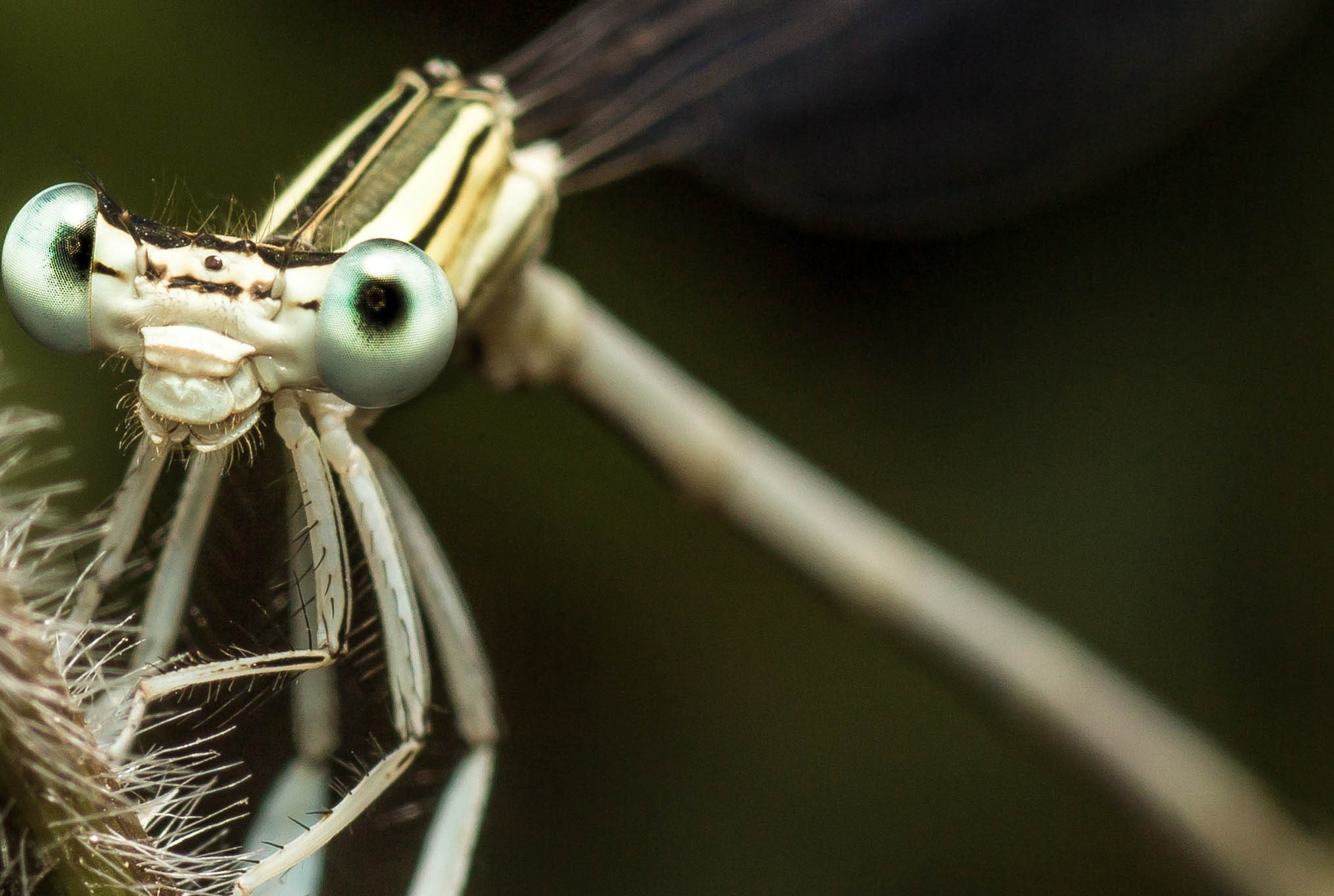 Canon EOS 60D + Canon EF 100mm F2.8 Macro USM sample photo. Bleu libellule photography