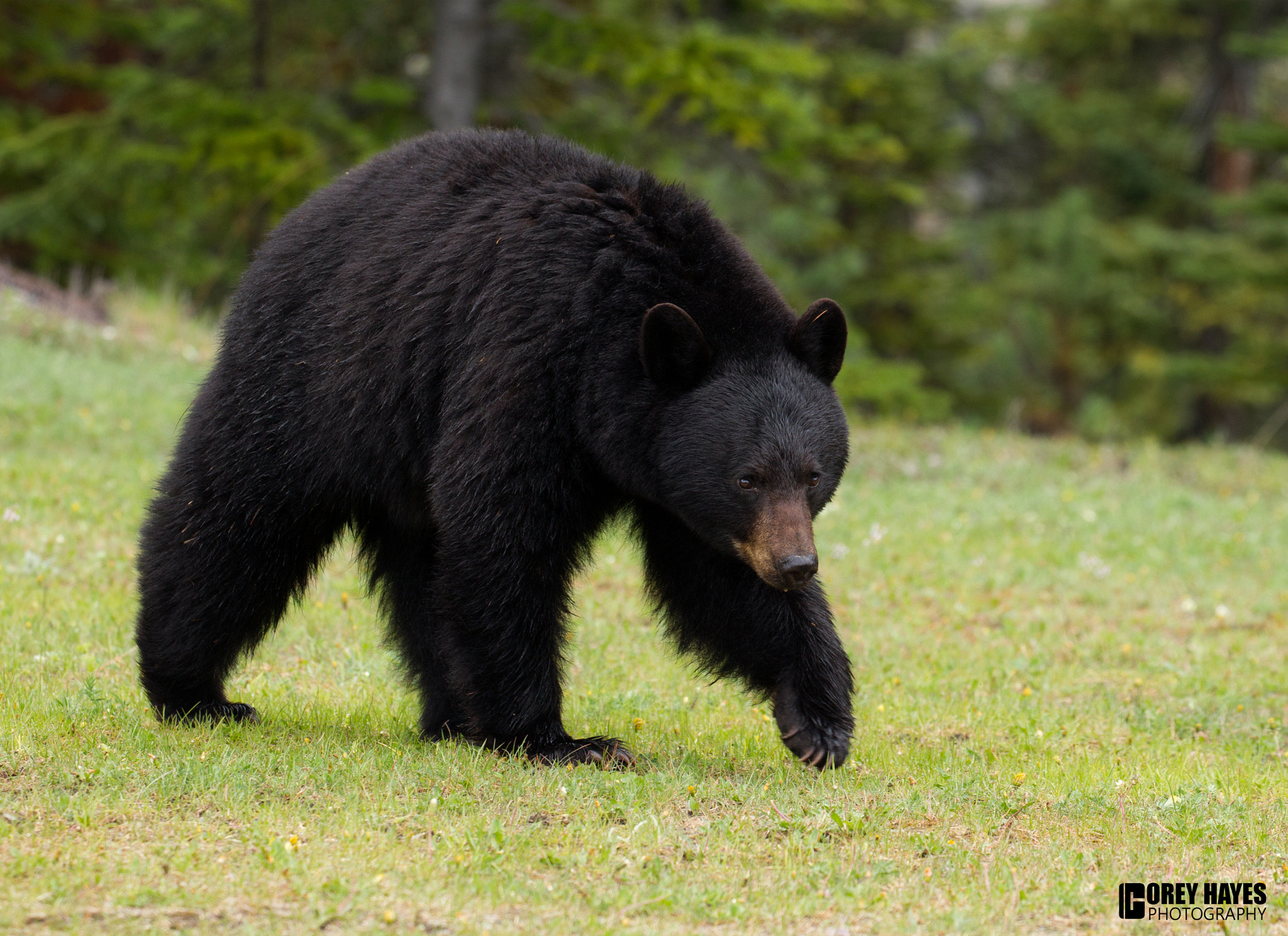 Canon EF 100-400mm F4.5-5.6L IS II USM sample photo. Black bear photography