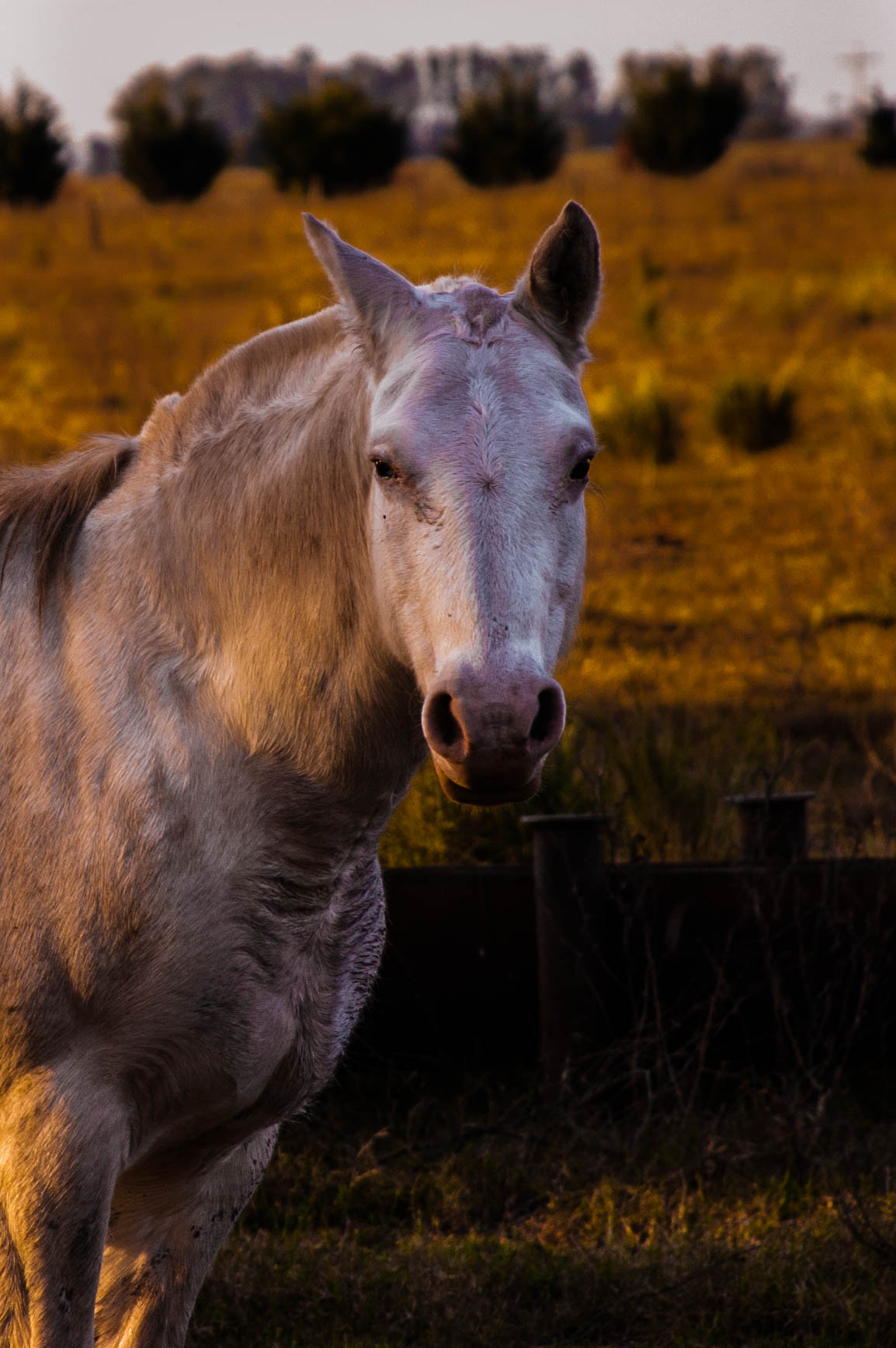 Nikon D40 sample photo. *** photography
