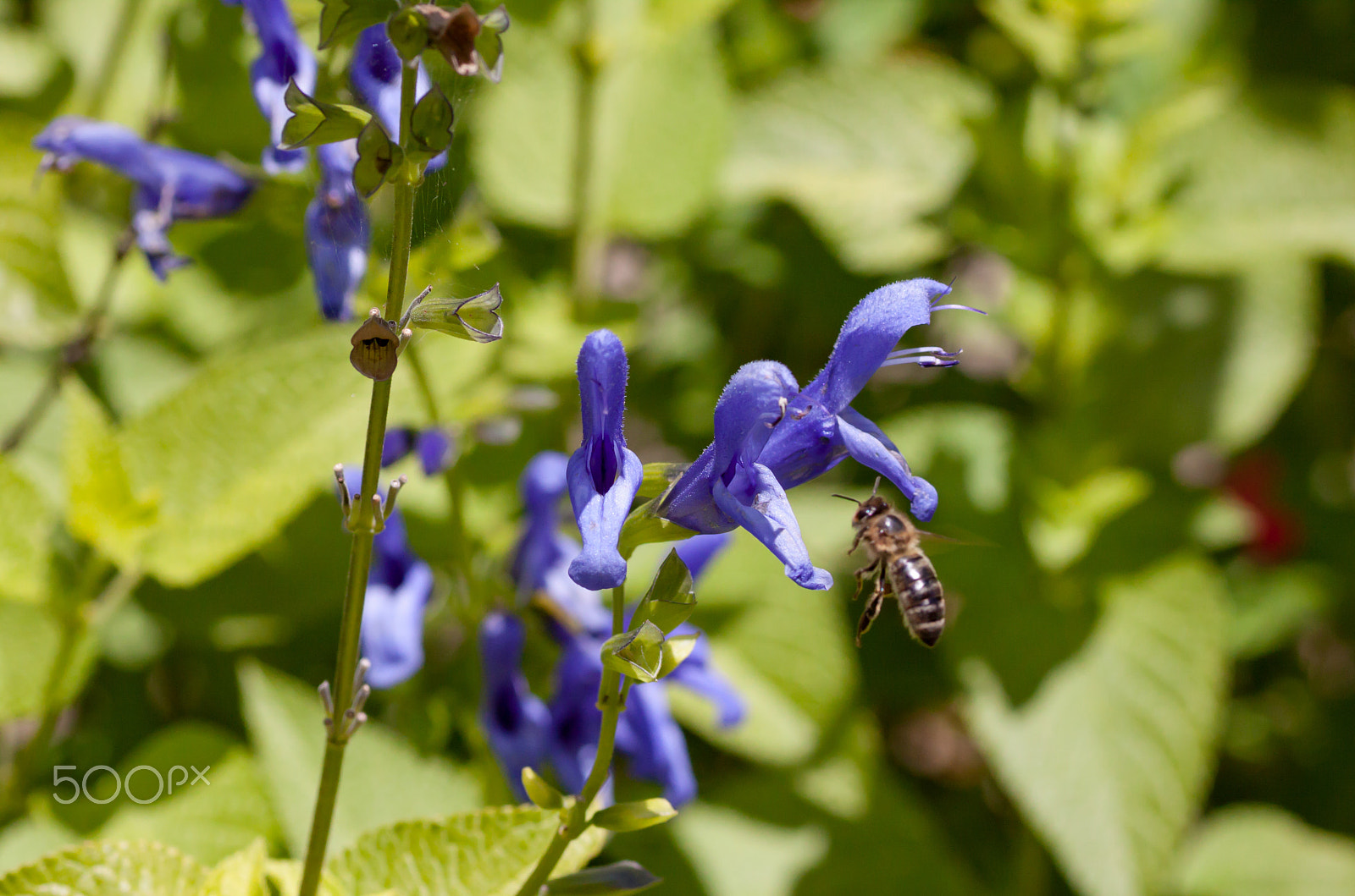 Canon EOS 50D + Tamron SP AF 90mm F2.8 Di Macro sample photo. Coming in to land photography