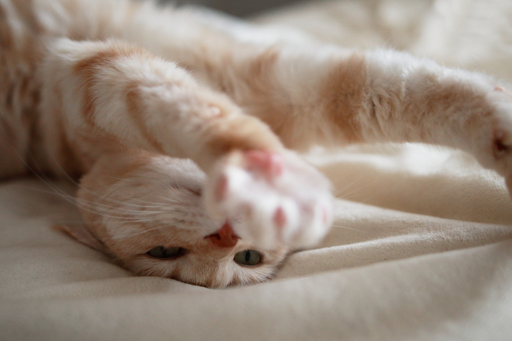Sigma 28mm f/1.8 DG Macro EX sample photo. Good morning photography