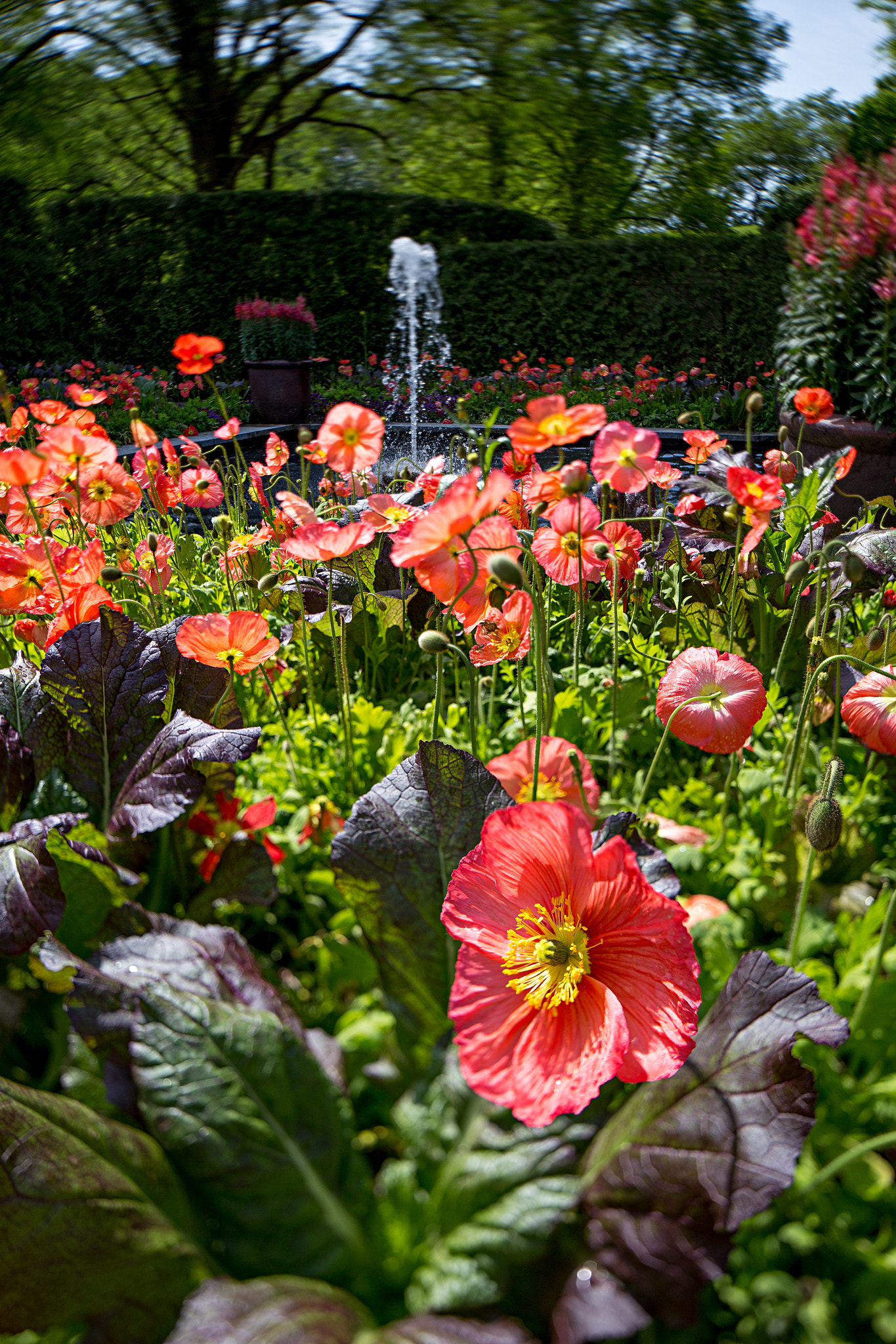 Canon TS-E 24.0mm f/3.5 L II sample photo. Poppy garden photography