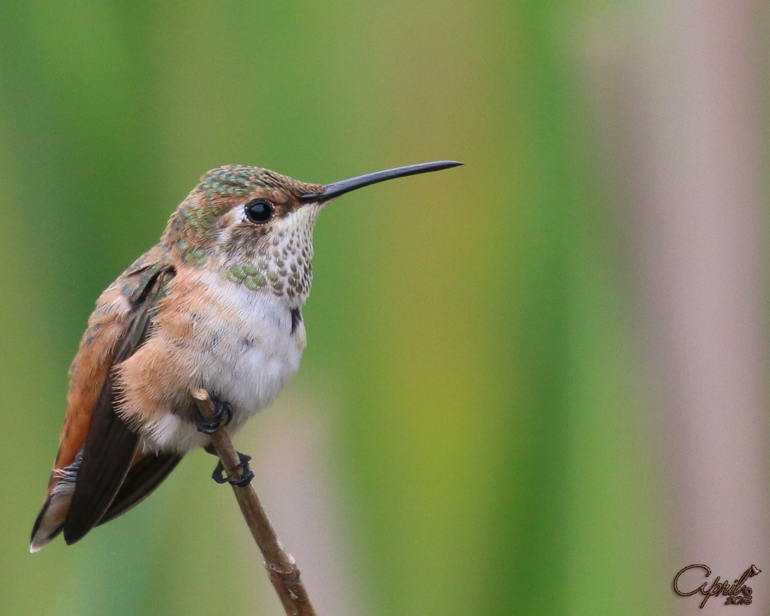 Canon EOS 70D + Canon EF 100-400mm F4.5-5.6L IS II USM sample photo. Jeweled little hummer photography