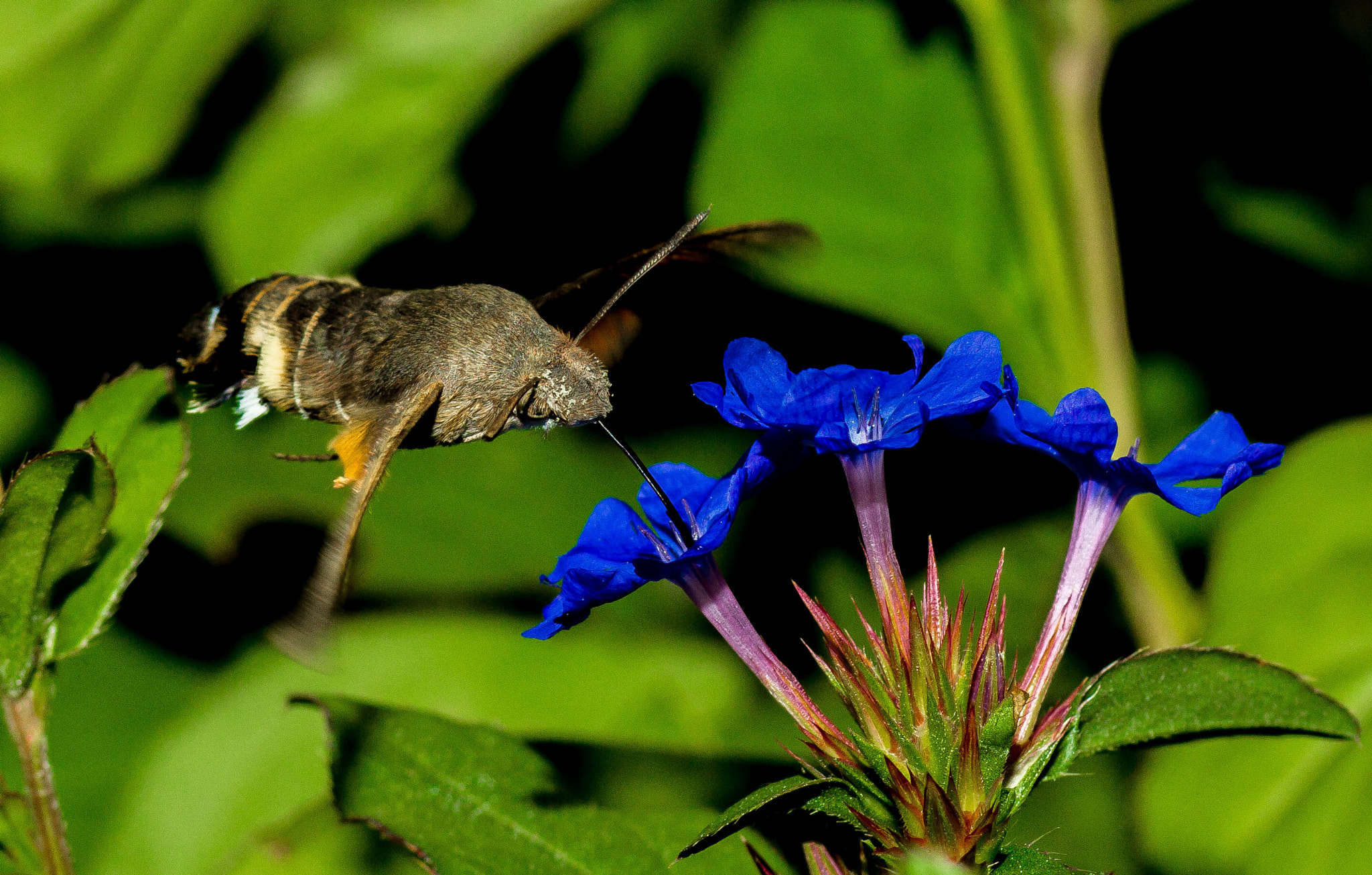 Canon EF 100mm F2.8 Macro USM sample photo. Un sphinx et son nectar photography