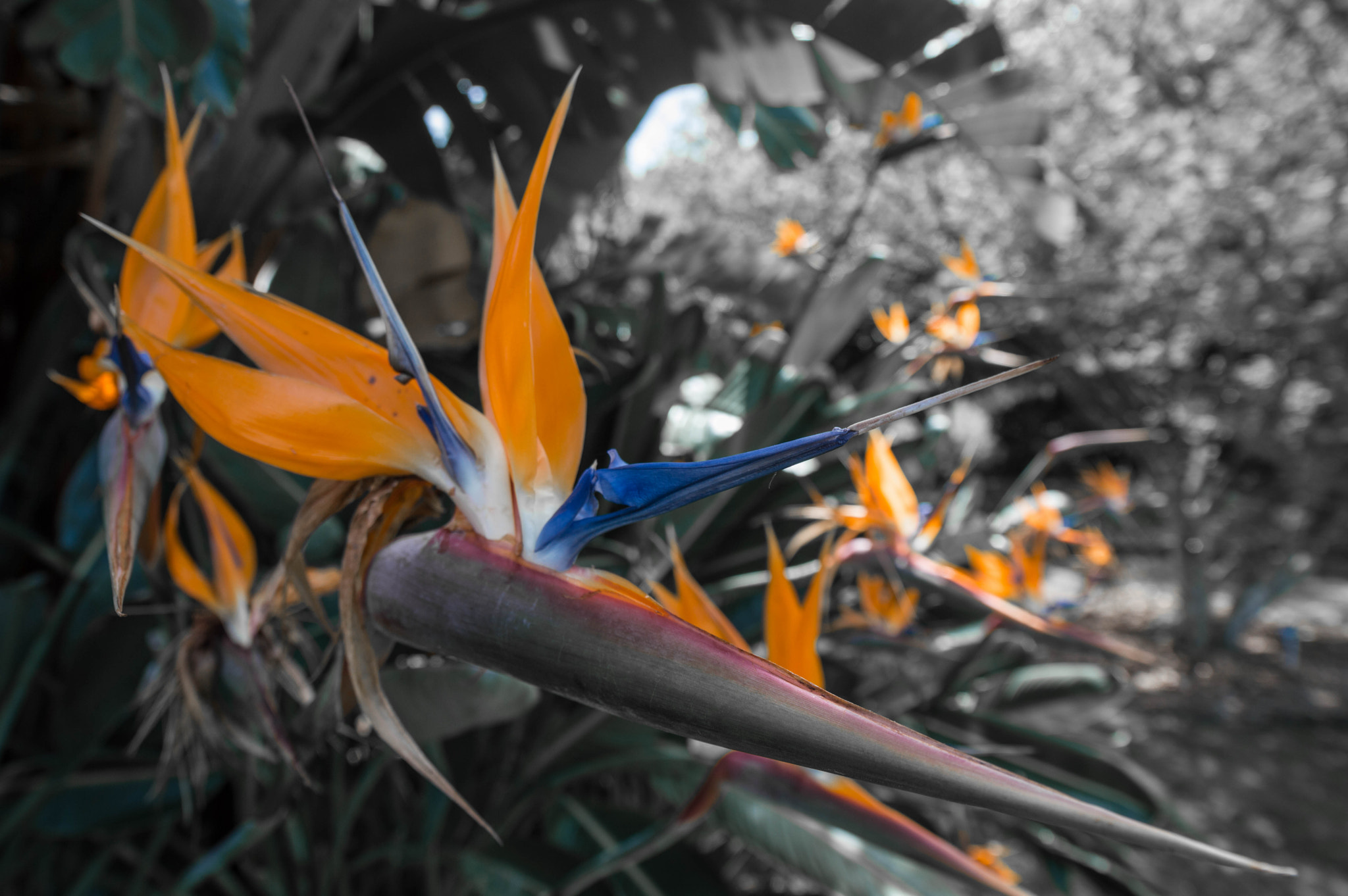 Samyang 14mm F2.8 ED AS IF UMC sample photo. Birds of paradise photography