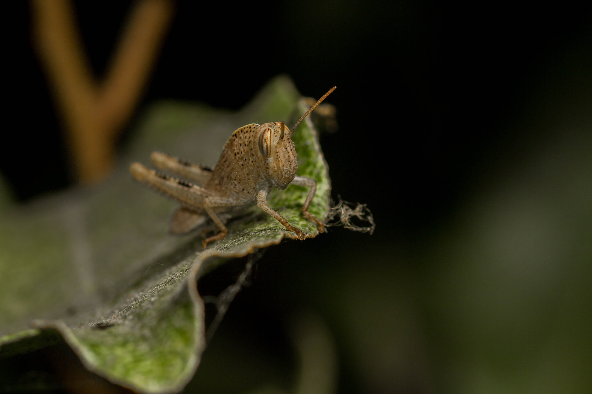 Canon EOS 60D + Canon EF 100mm F2.8 Macro USM sample photo. Tiny tiny locust photography