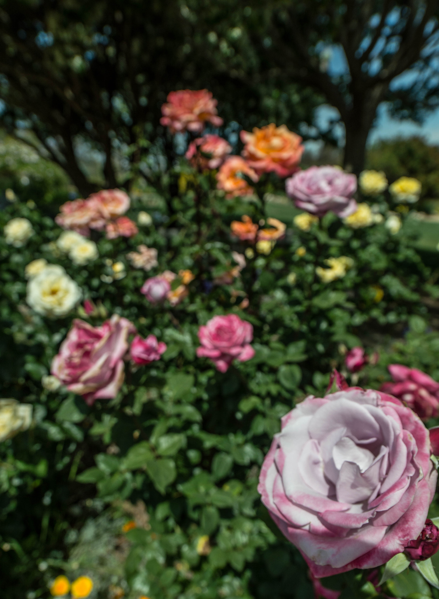 Samyang 14mm F2.8 ED AS IF UMC sample photo. Rainbow rose garden photography