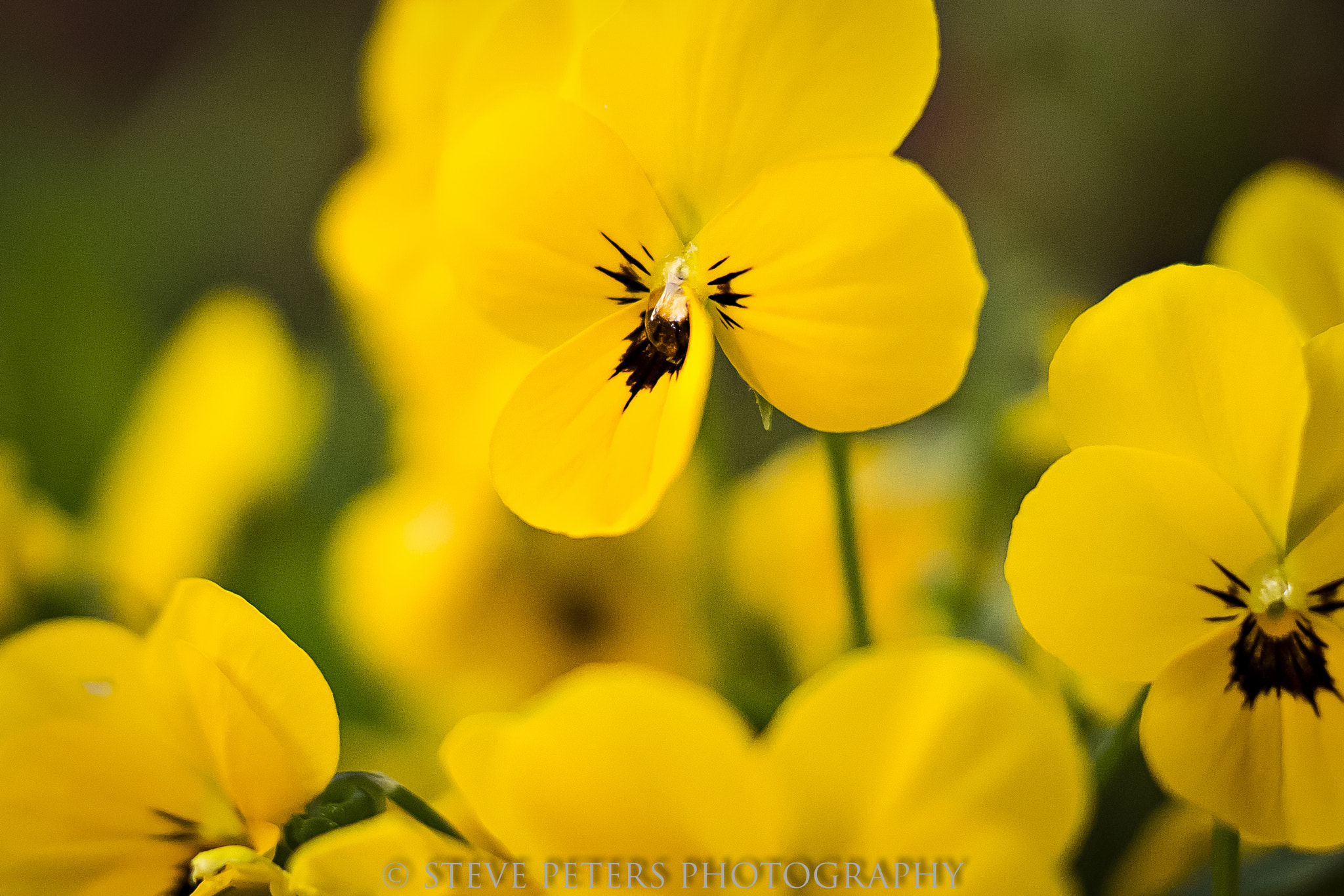 Sony SLT-A77 + Sony DT 35mm F1.8 SAM sample photo. Yellow flowers photography