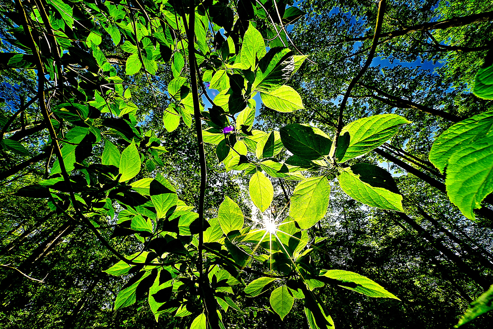 E 10mm F5.6 sample photo. Der fliegende japaner photography
