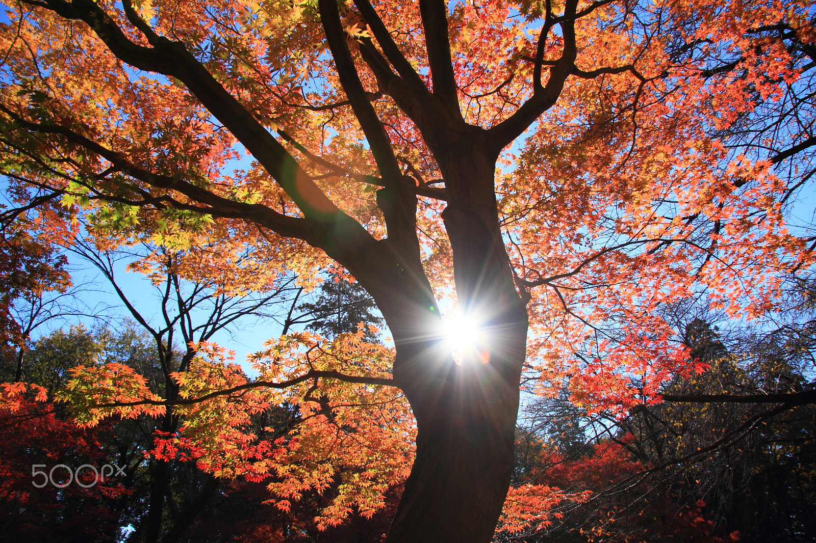 Canon EF-S 17-85mm F4-5.6 IS USM sample photo. Autumn sunrise photography