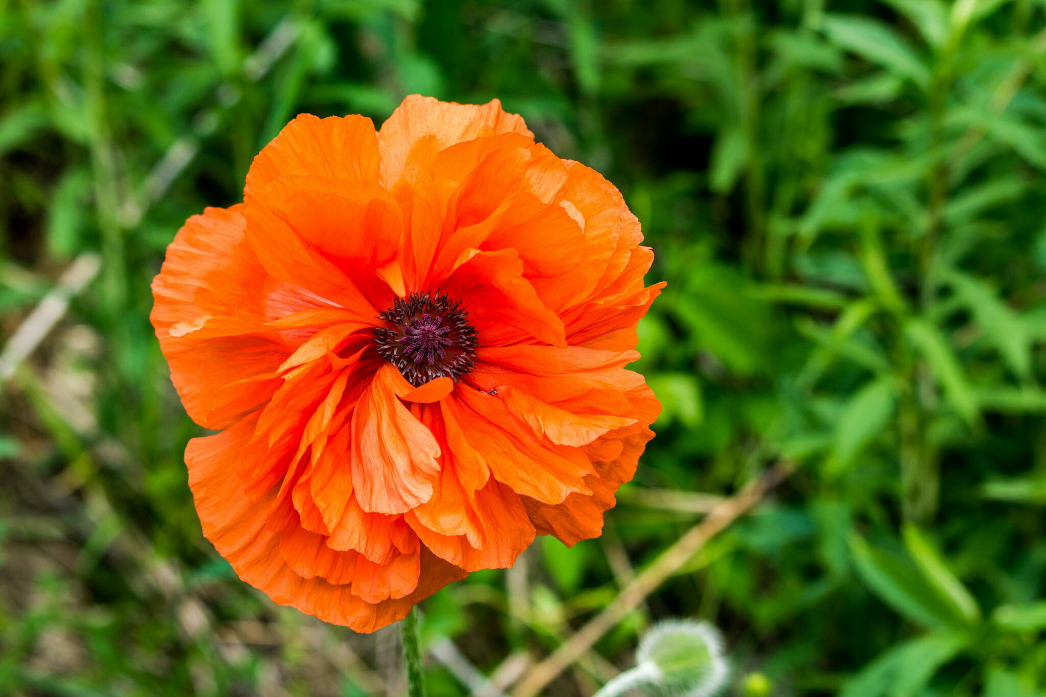 Canon EF-S 55-250mm F4-5.6 IS STM sample photo. Bloom photography