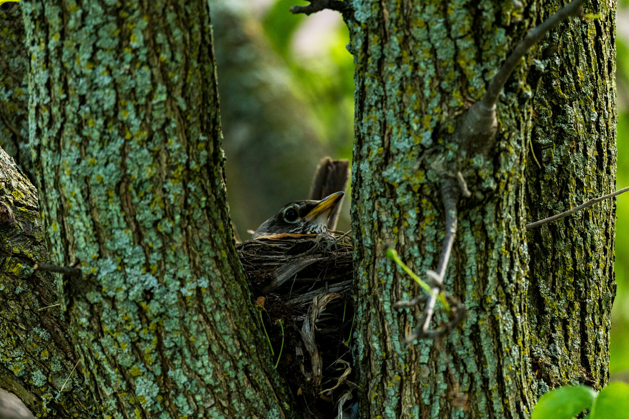 Canon EF-S 55-250mm F4-5.6 IS STM sample photo. Mama robin ii photography