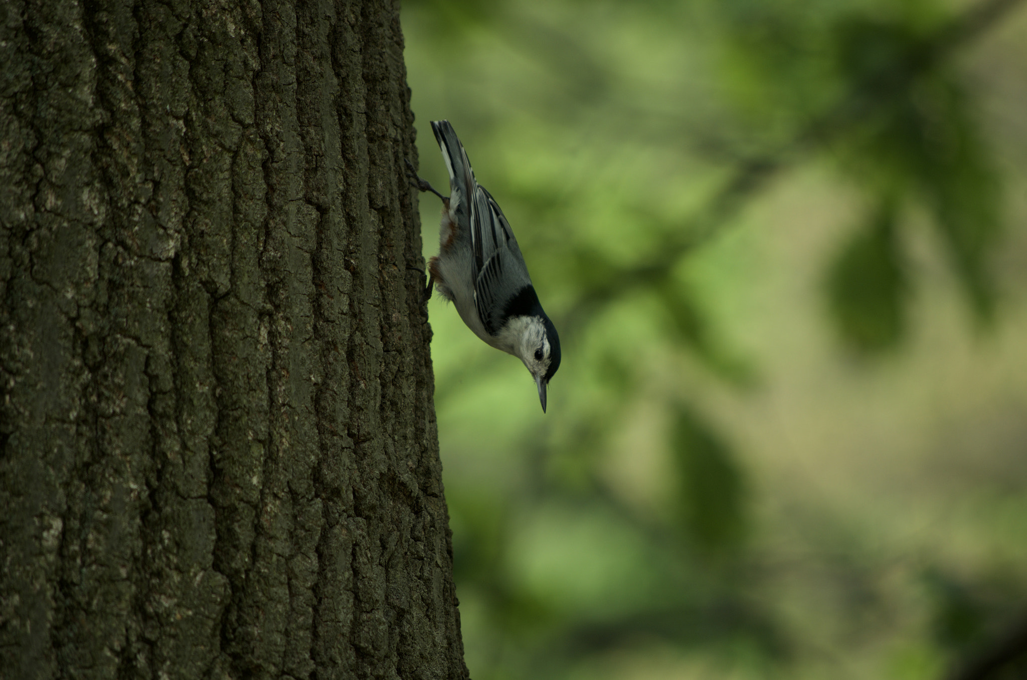 Pentax K-50 + smc PENTAX-DA L 50-200mm F4-5.6 ED sample photo. Nuthatch photography