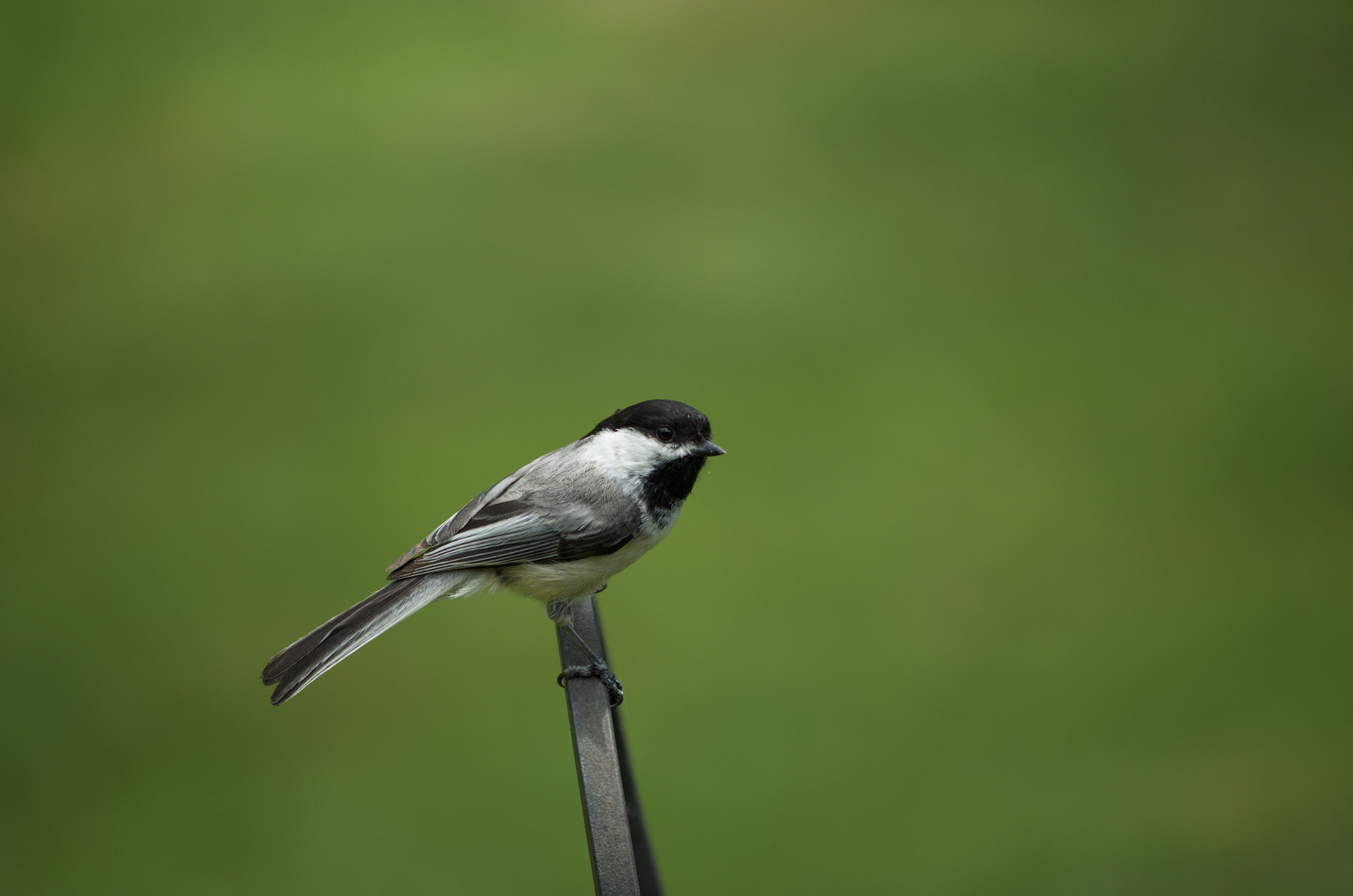 Pentax K-50 + smc PENTAX-DA L 50-200mm F4-5.6 ED sample photo. Chickadee photography