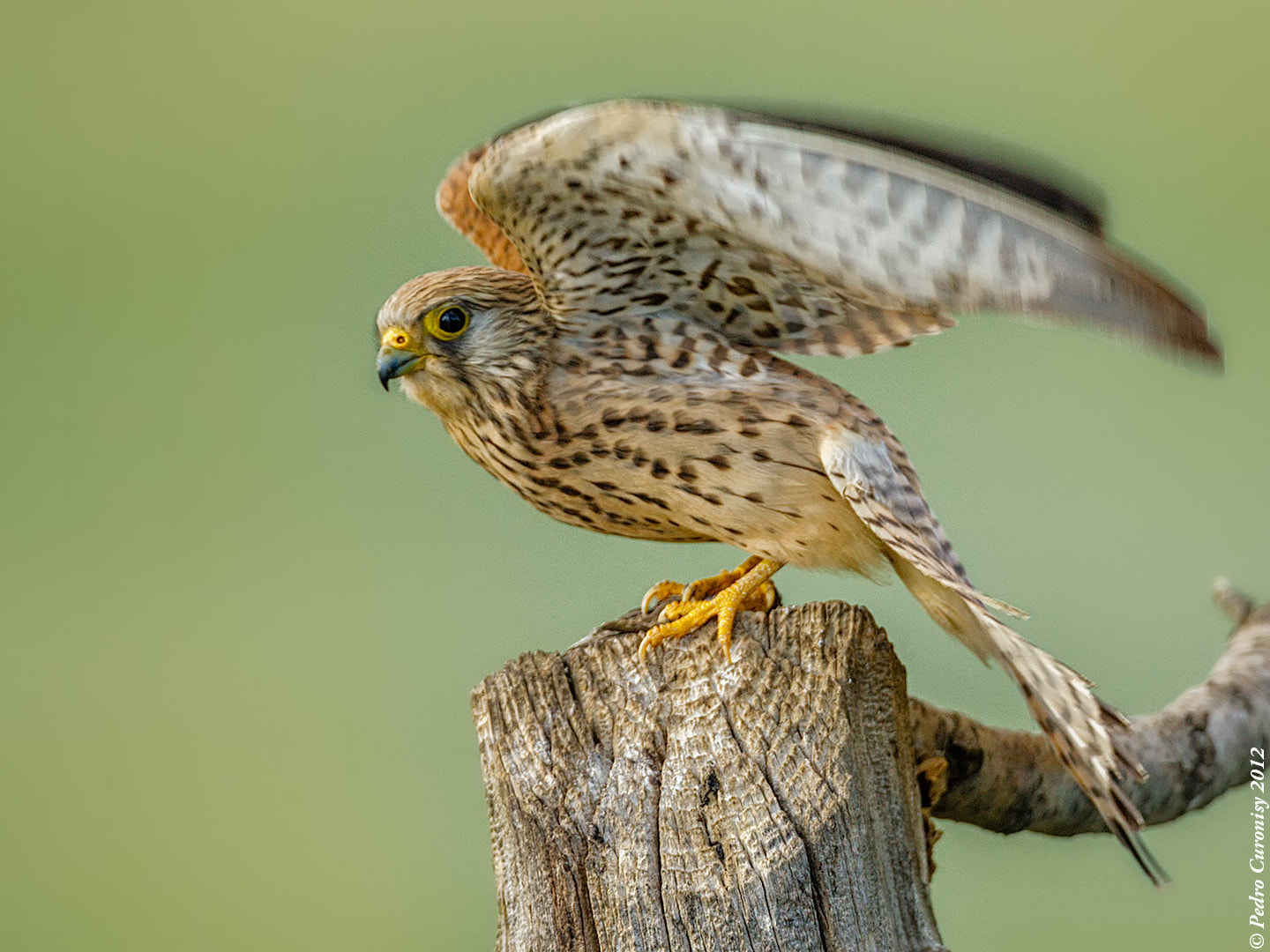 Canon EF 500mm F4L IS USM sample photo. Cernicalo primilla photography