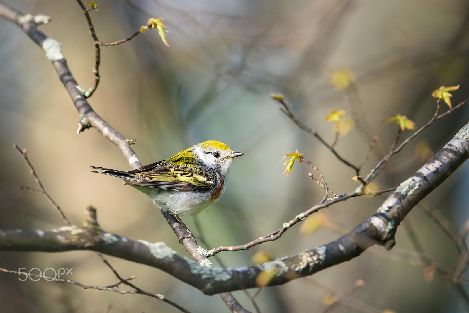 Nikon AF-S Nikkor 500mm F4E FL ED VR sample photo. Chestnut sided warbler photography