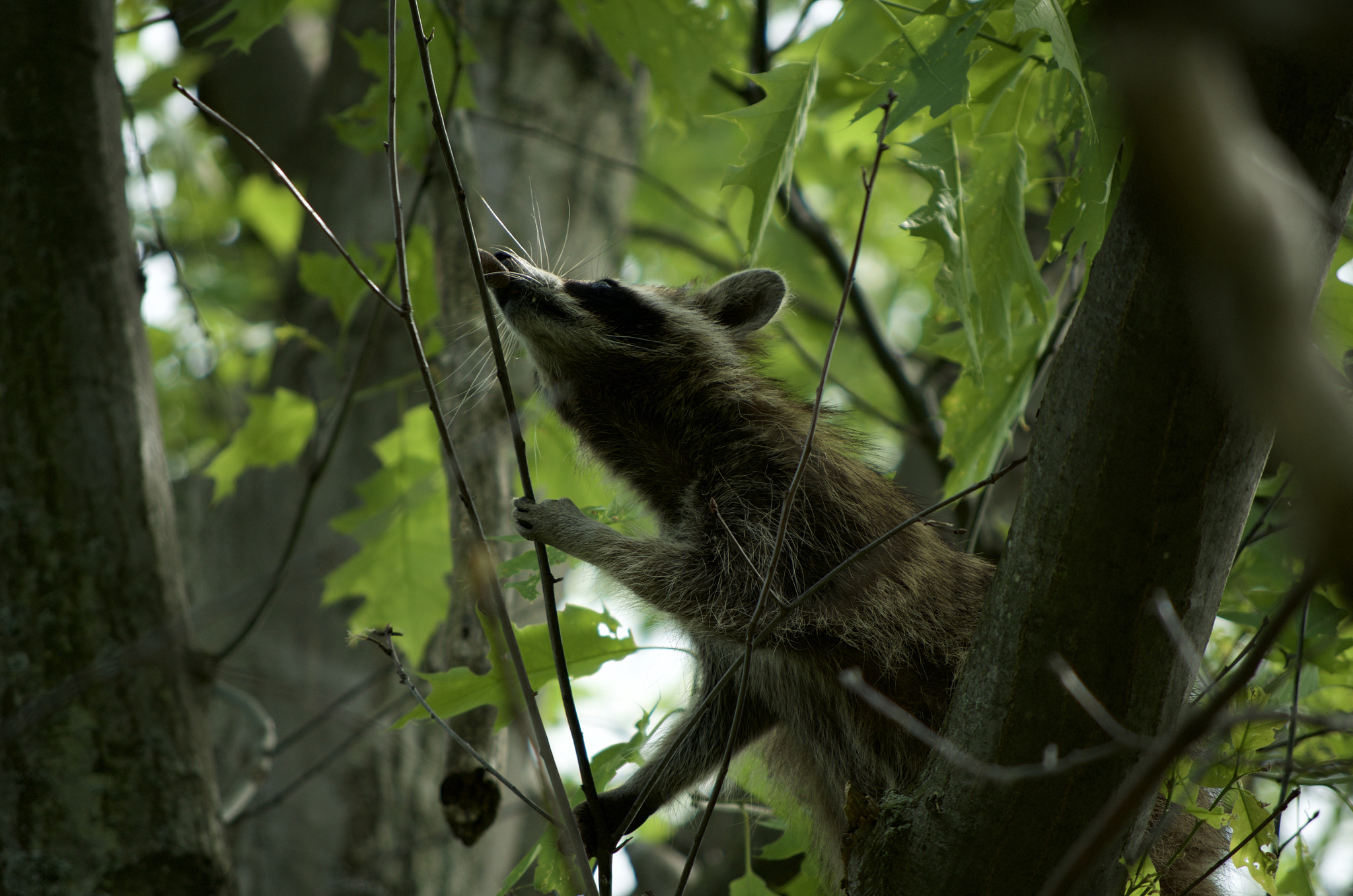 smc PENTAX-DA L 50-200mm F4-5.6 ED sample photo. Hunting photography