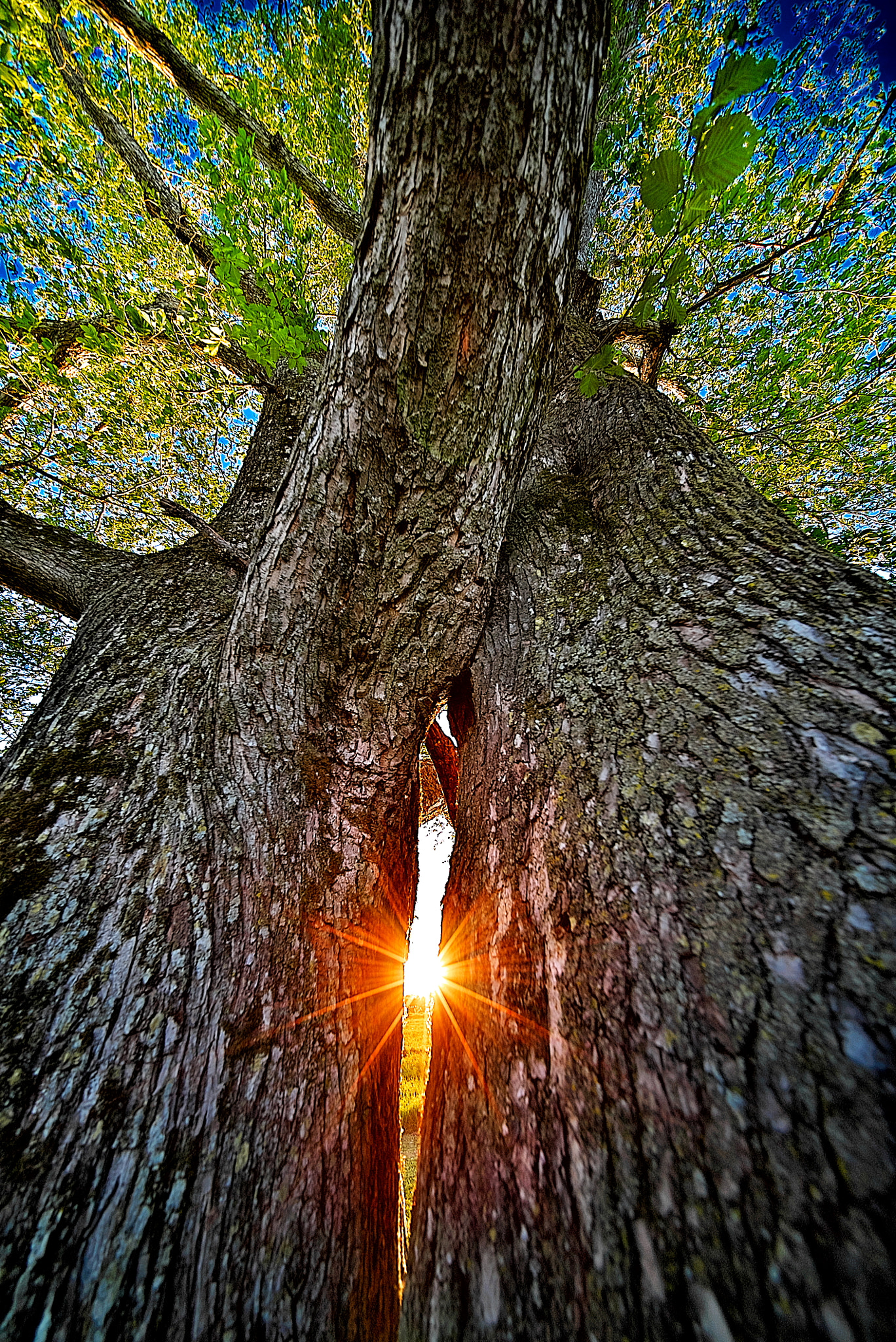E 10mm F5.6 sample photo. Twisted destiny photography