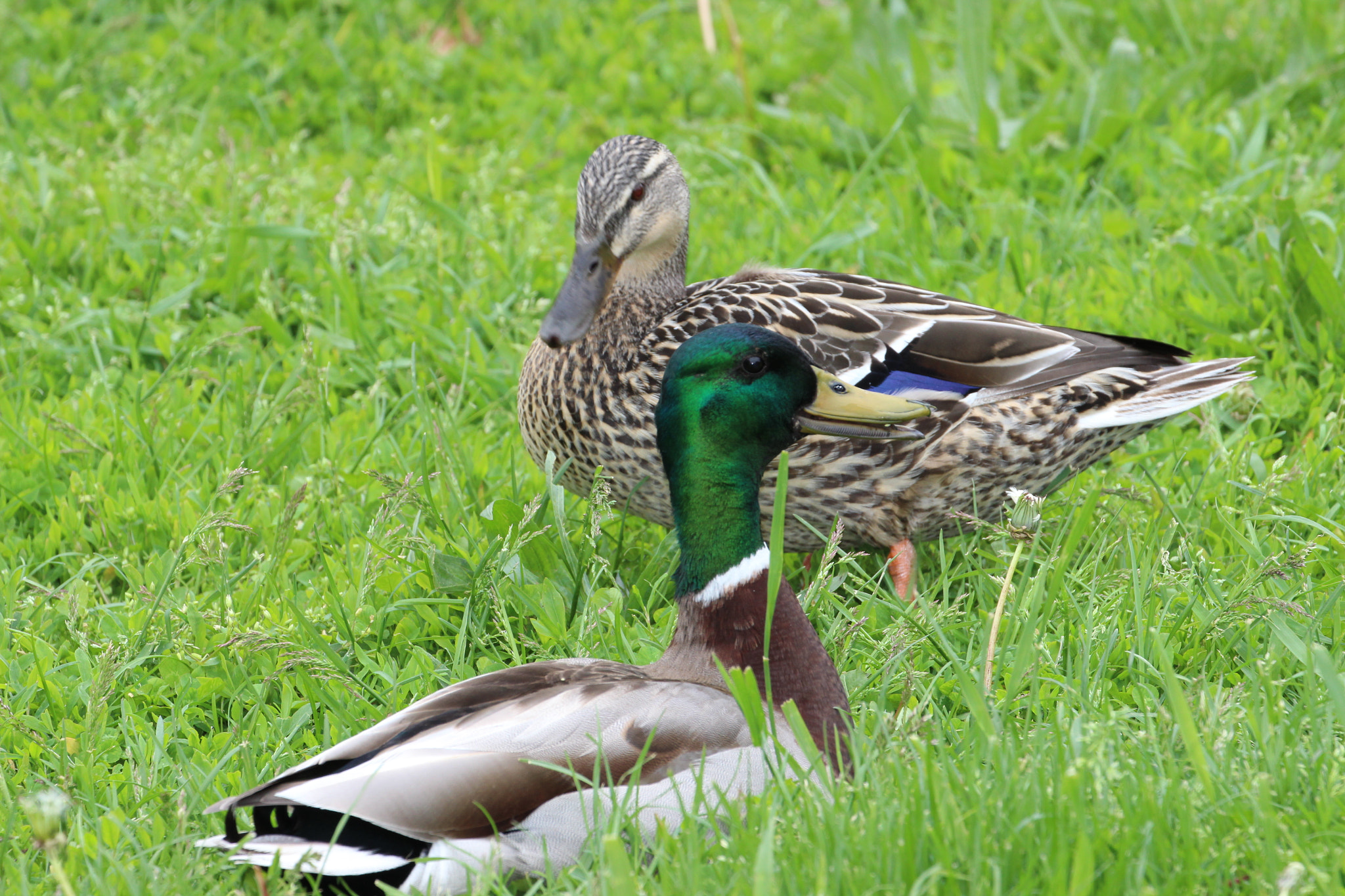 Canon EF 70-300mm F4-5.6L IS USM sample photo. Ducks photography